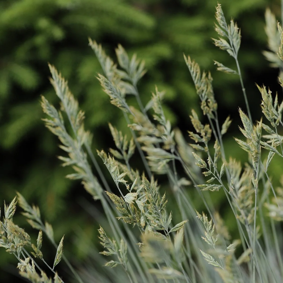 Festuca glauca 'Elijah Blue' 0003 high res.jpg