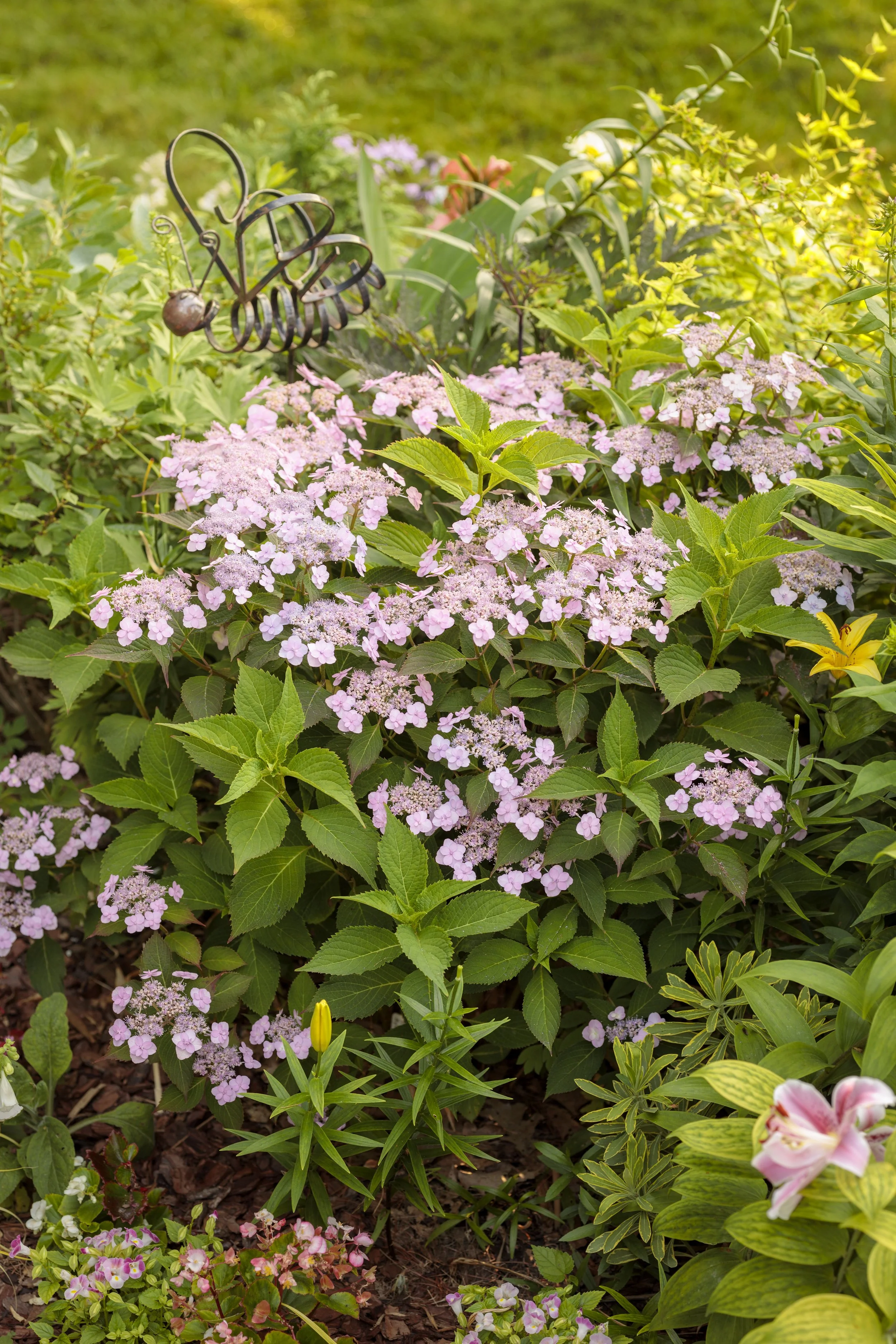 hydrangea_tiny_tuff_stuff 1.jpg