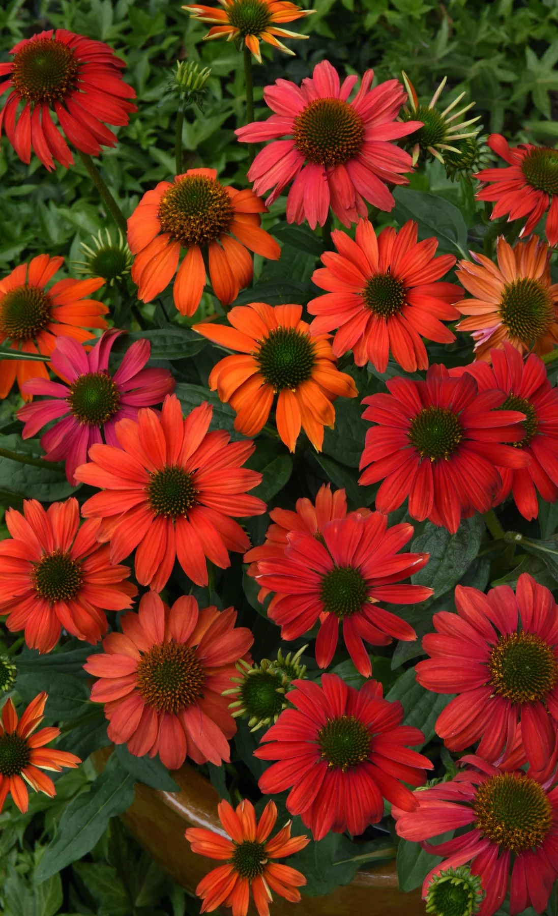 Echinacea x 'Firefinch'