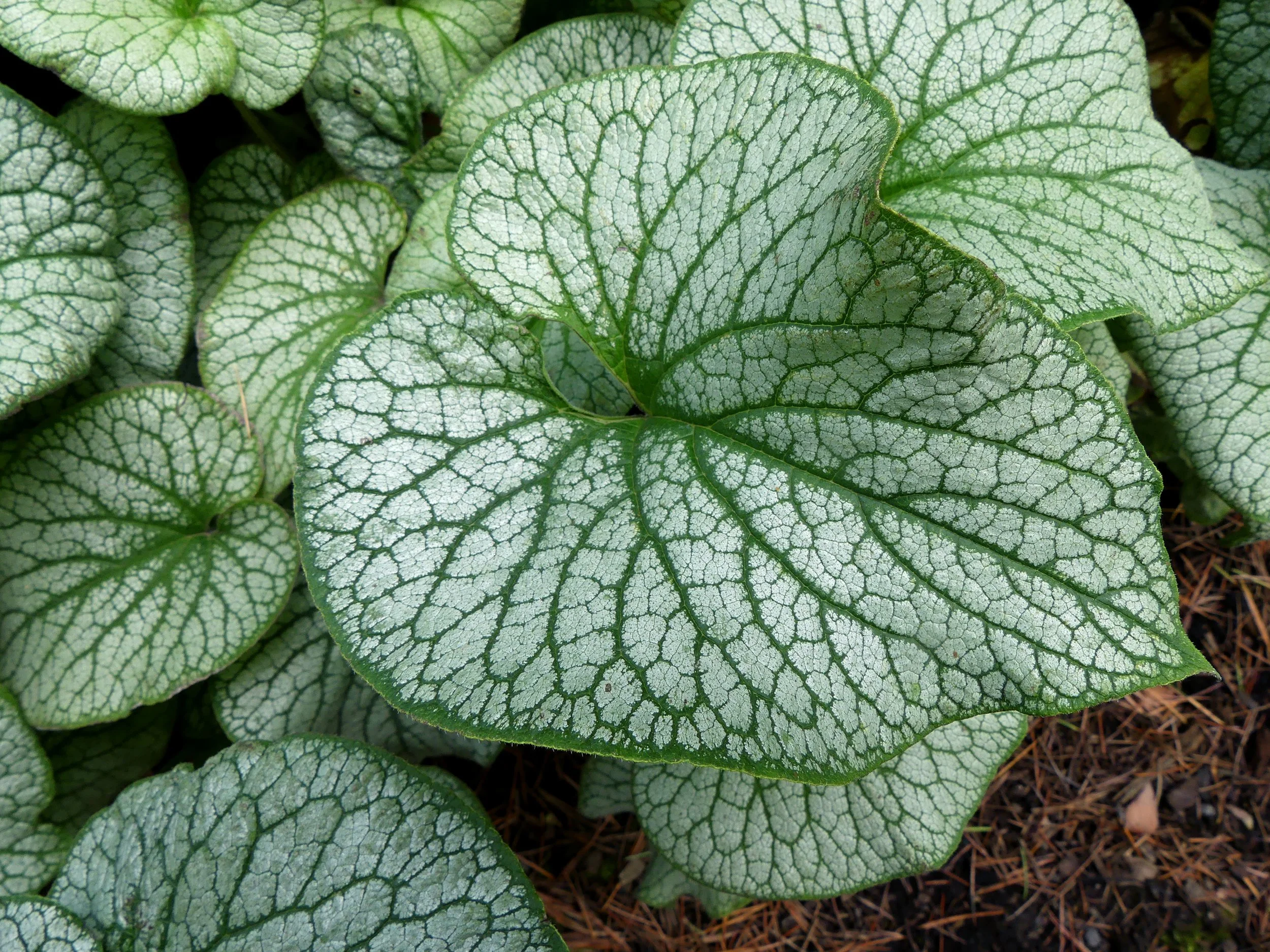 Brunnera macrophylla 'Alexander's Great'