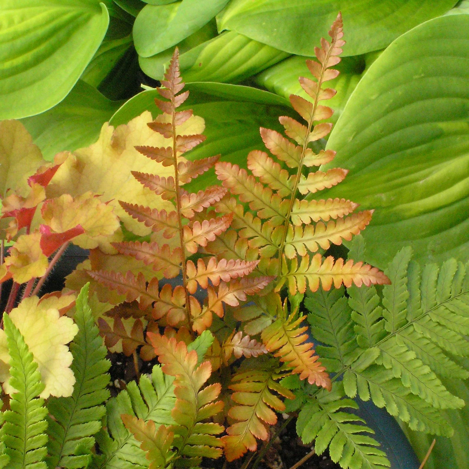 Dryopteris erythrosora 'Brilliance' 0000 high res.jpg