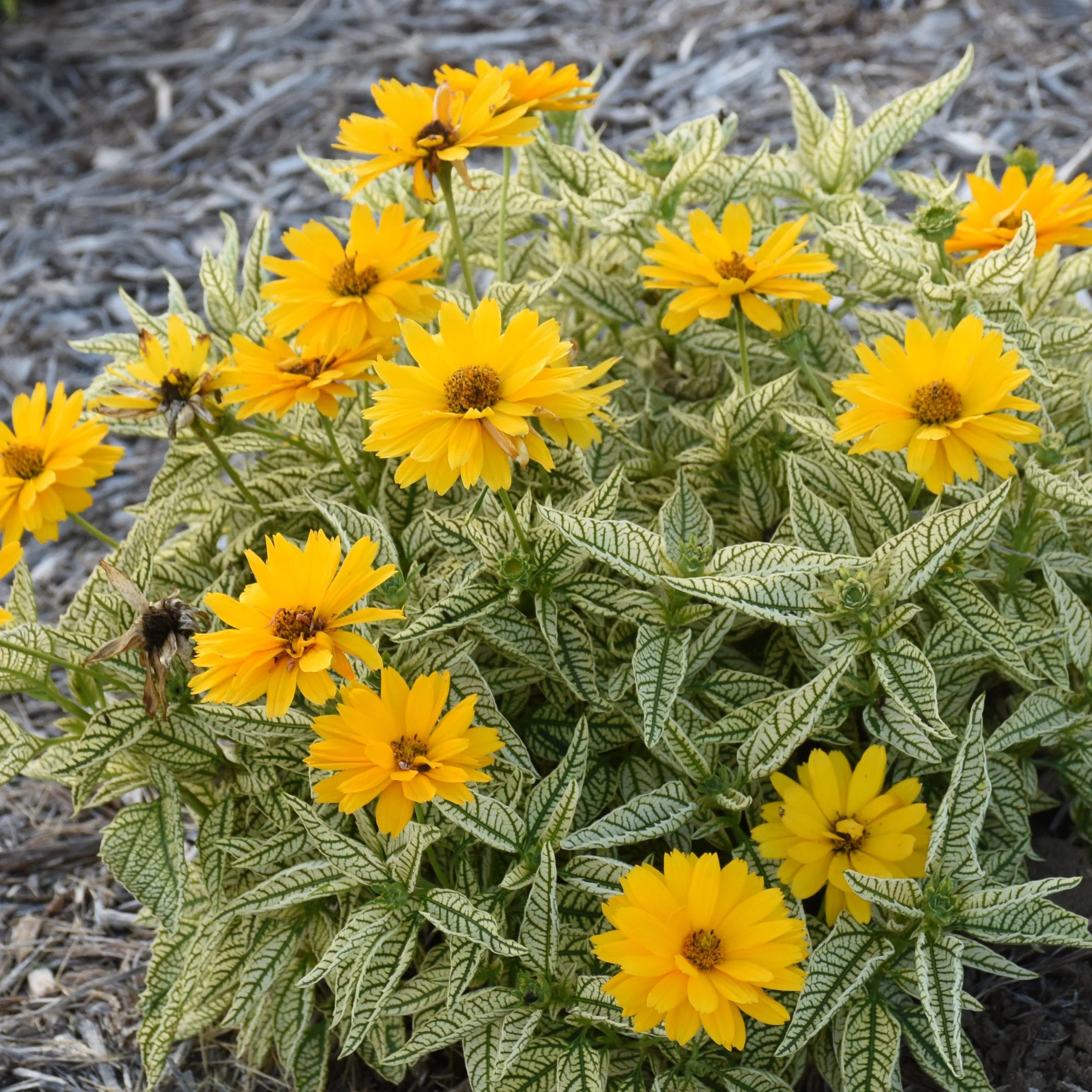 heliopsis_bit_of_honey.jpg
