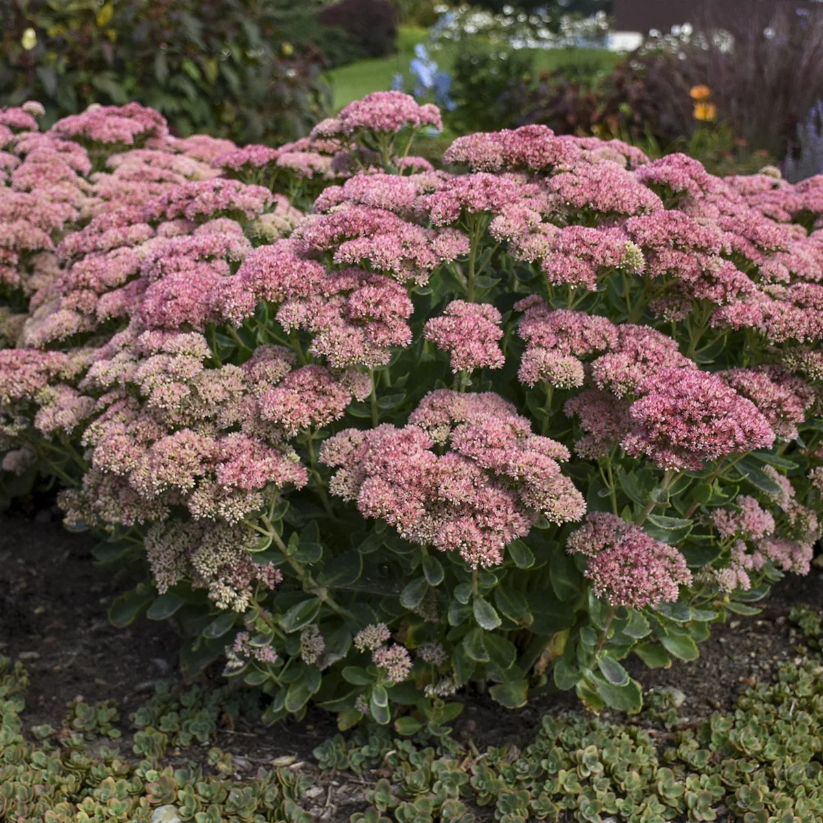 Sedum 'Autumn Joy' ('Herbstfreude') 0002 high res.jpg