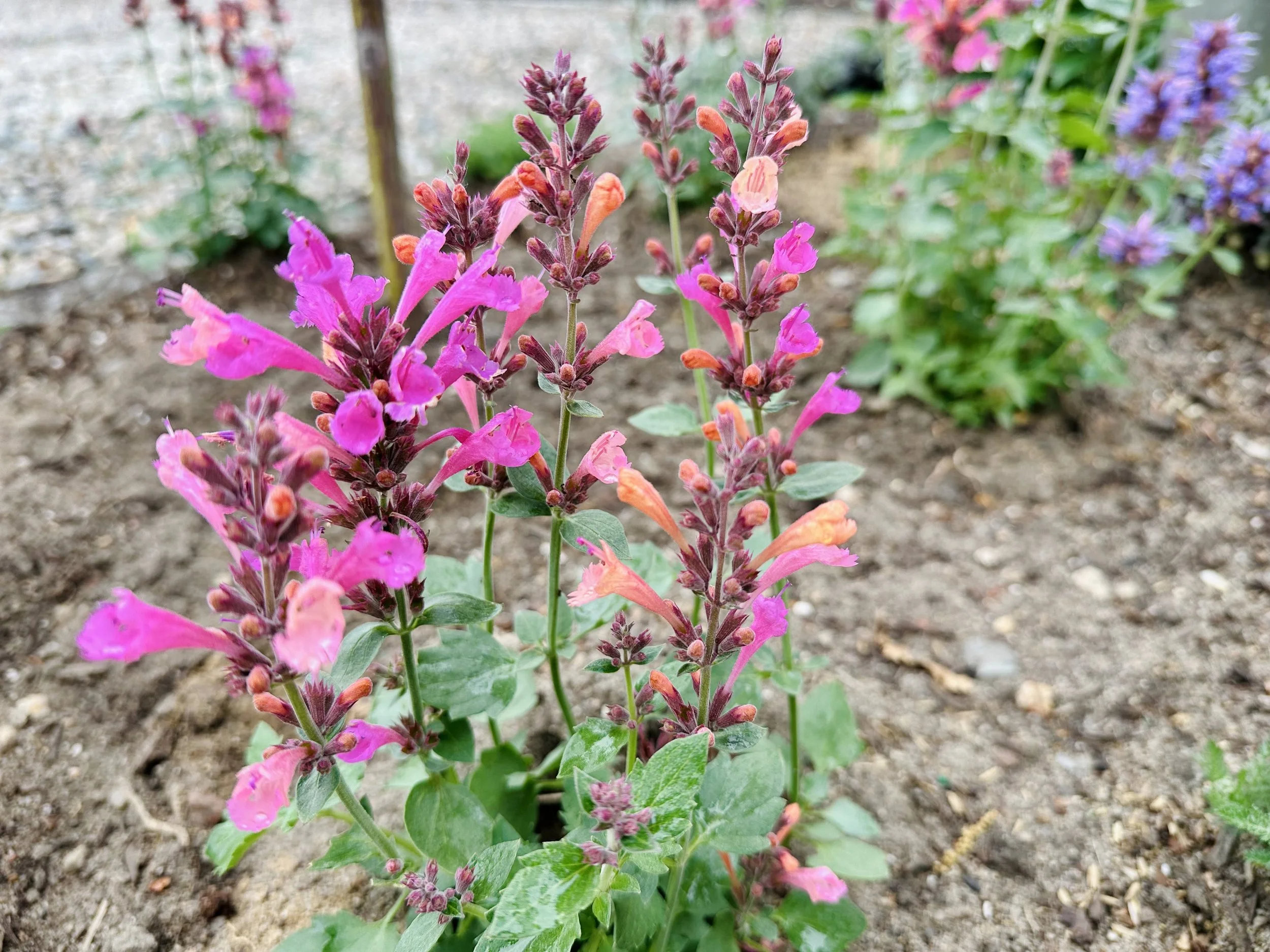 Agastache x 'Kudos Ambrosia'