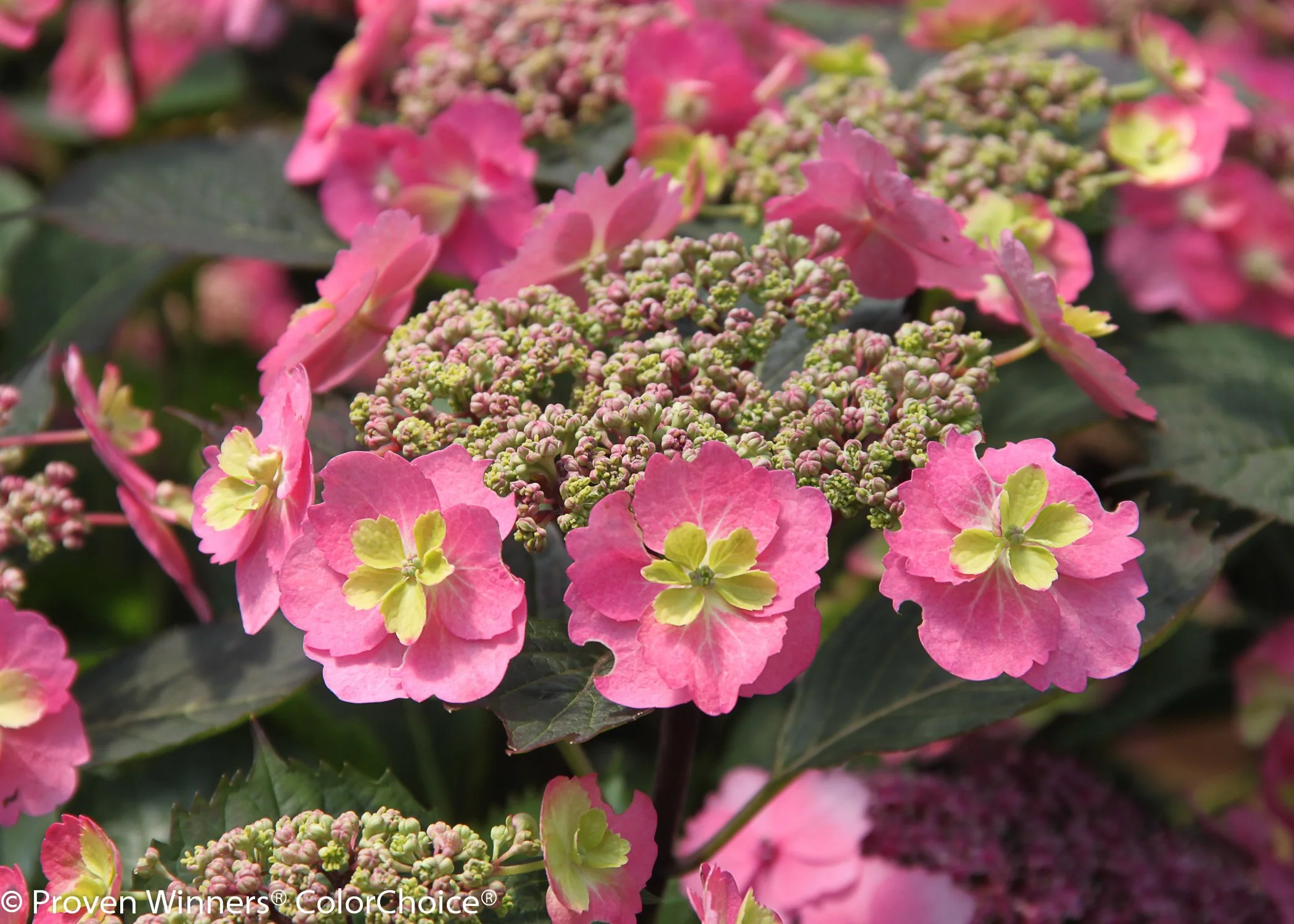 tuff_stuff_hydrangea-11.jpg