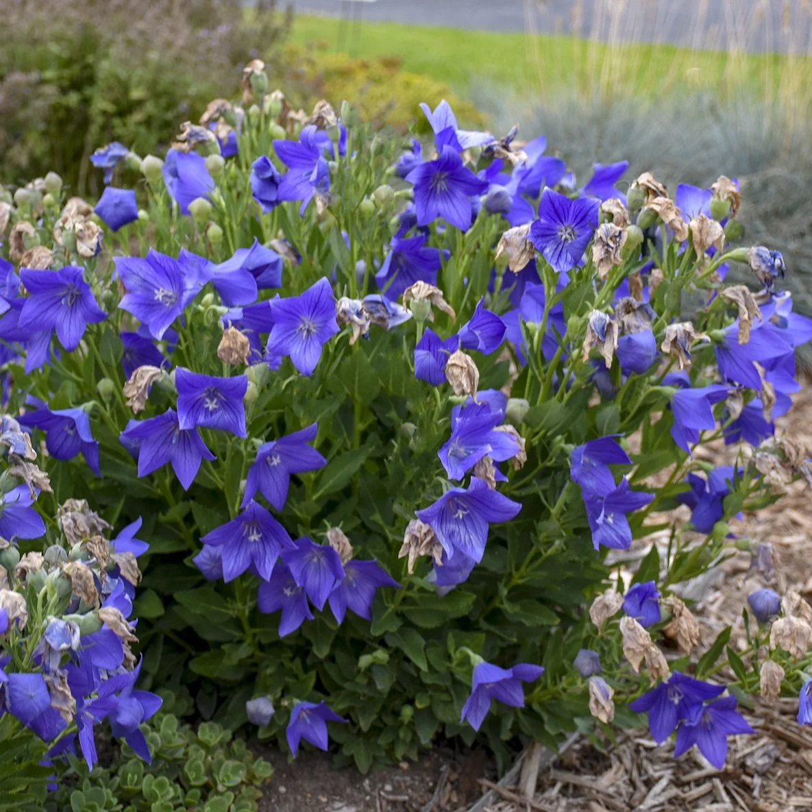 Platycodon grandiflorus 'Sentimental Blue' 0002 high res.jpg