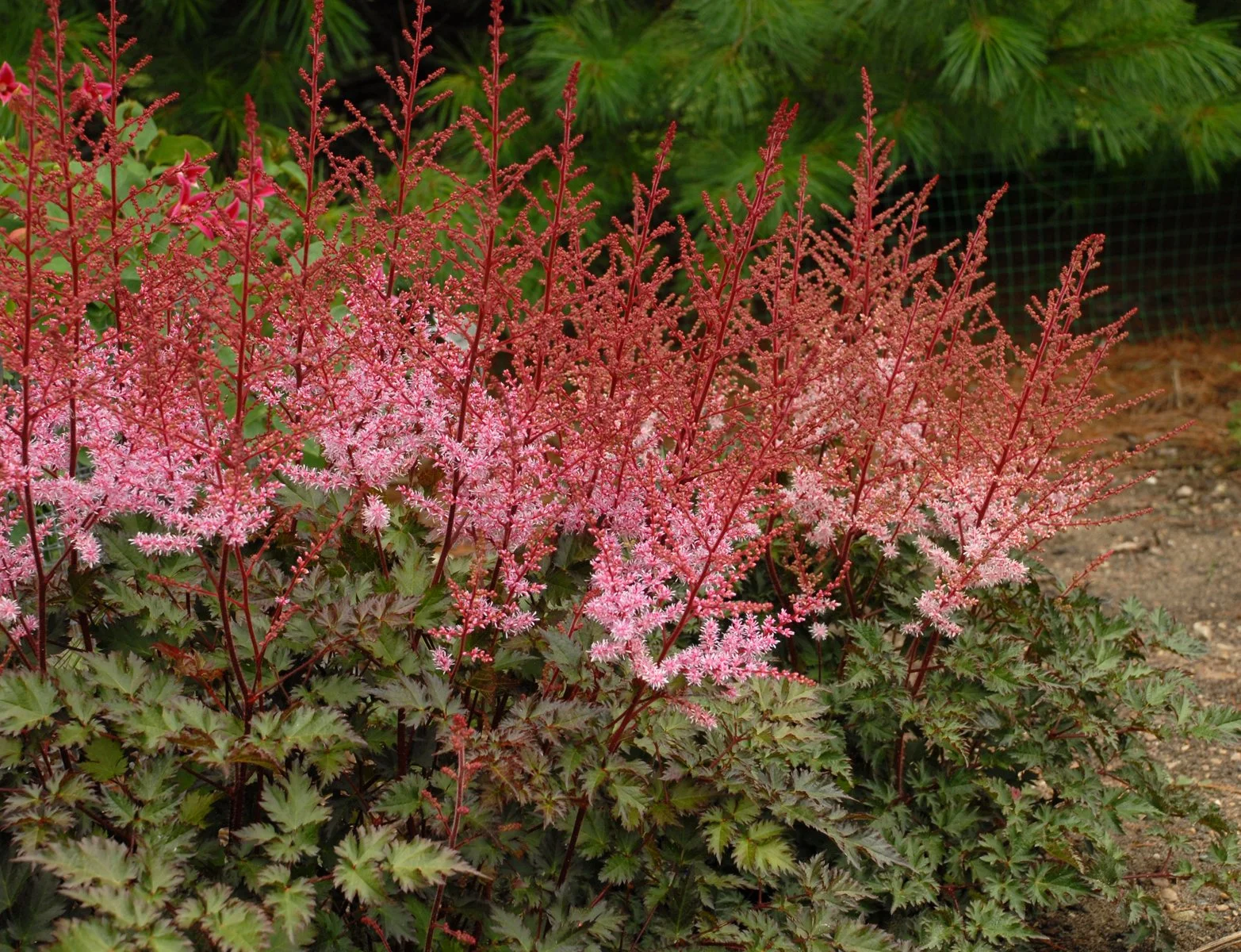Astilbe x 'Delft Lace'