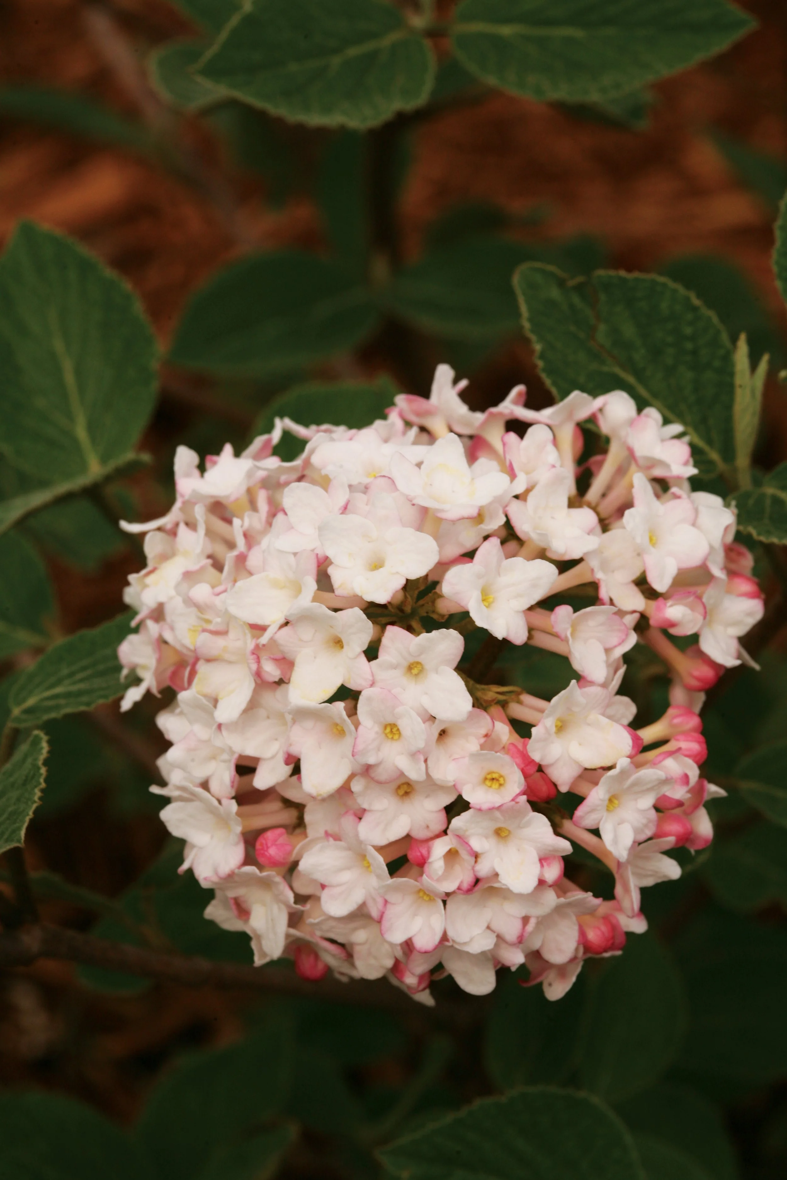 Viburnum carlesii Spice Baby™
