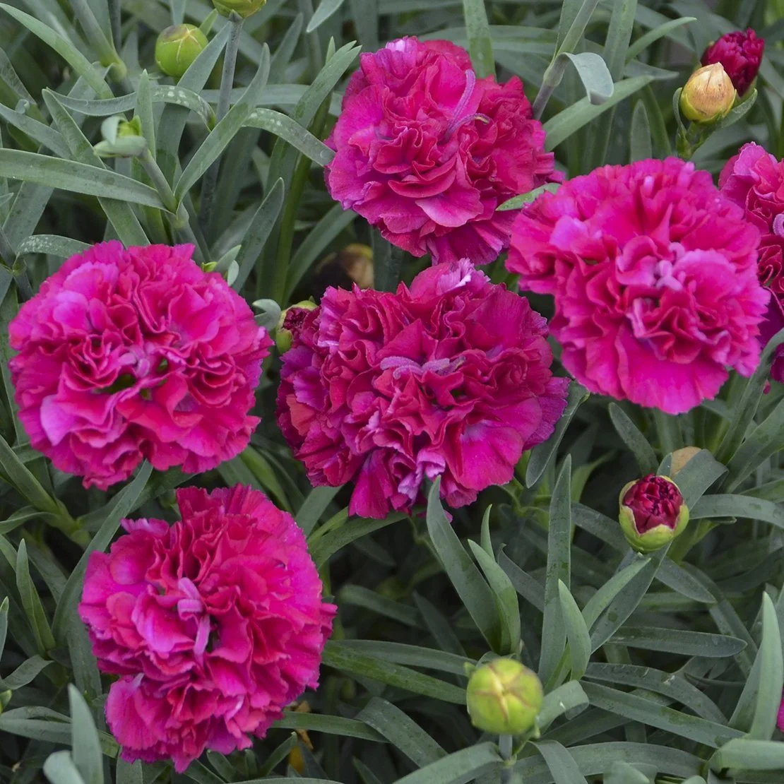 Dianthus x 'Funky Fuchsia'