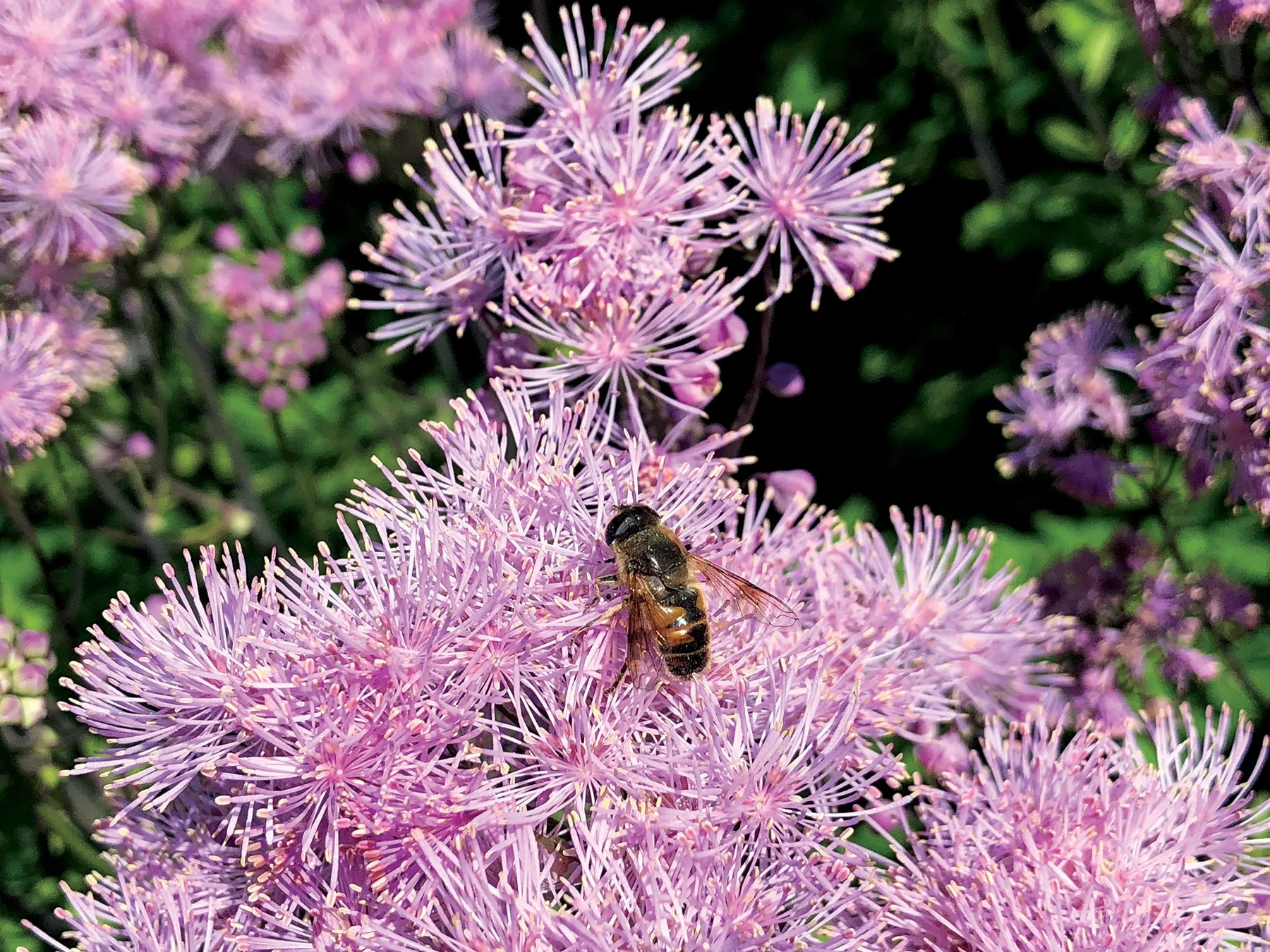 Thalictrum-Nimbus-Pink-4.jpg