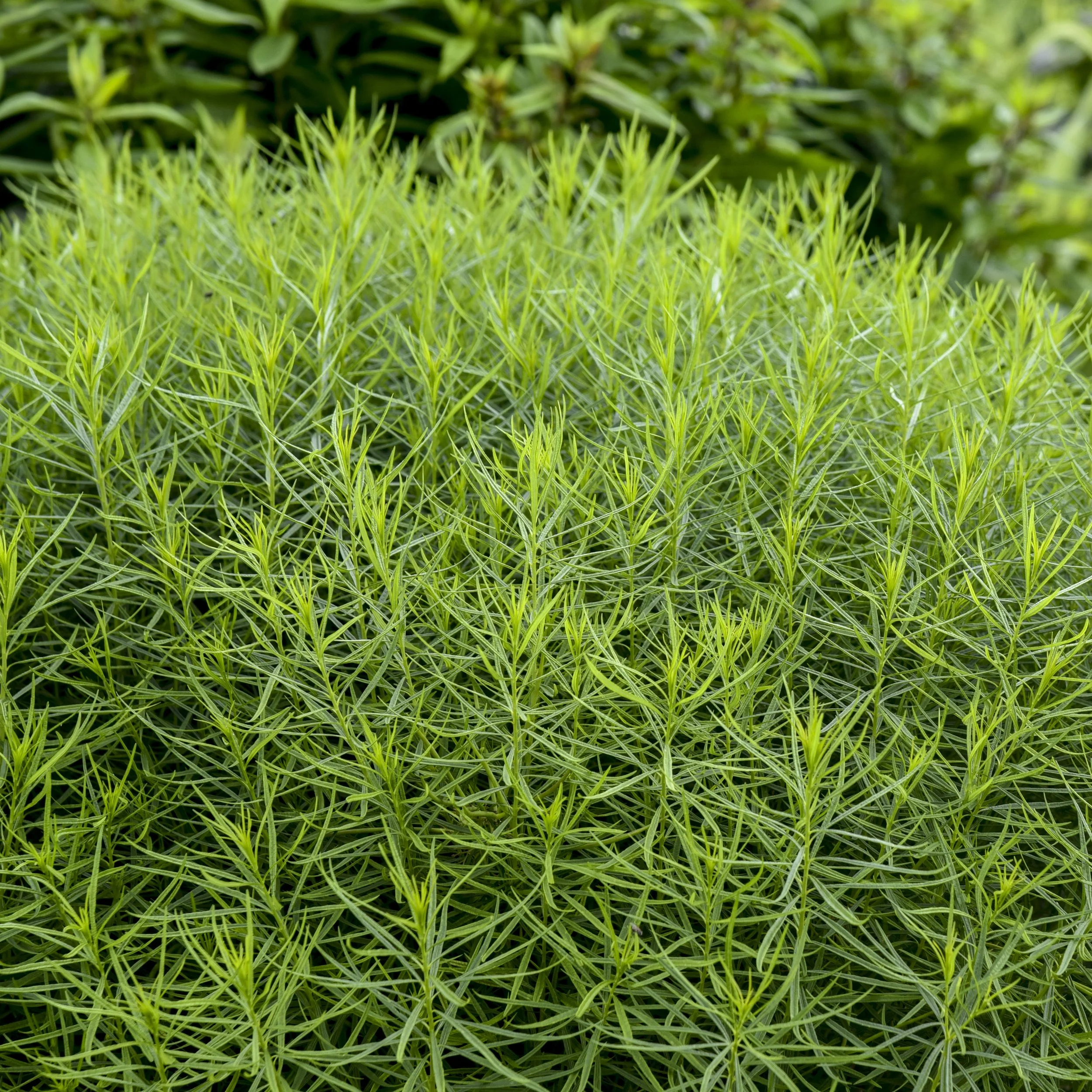 Amsonia 'String Theory' PP34419 CPBR7321 0003 high res.jpg
