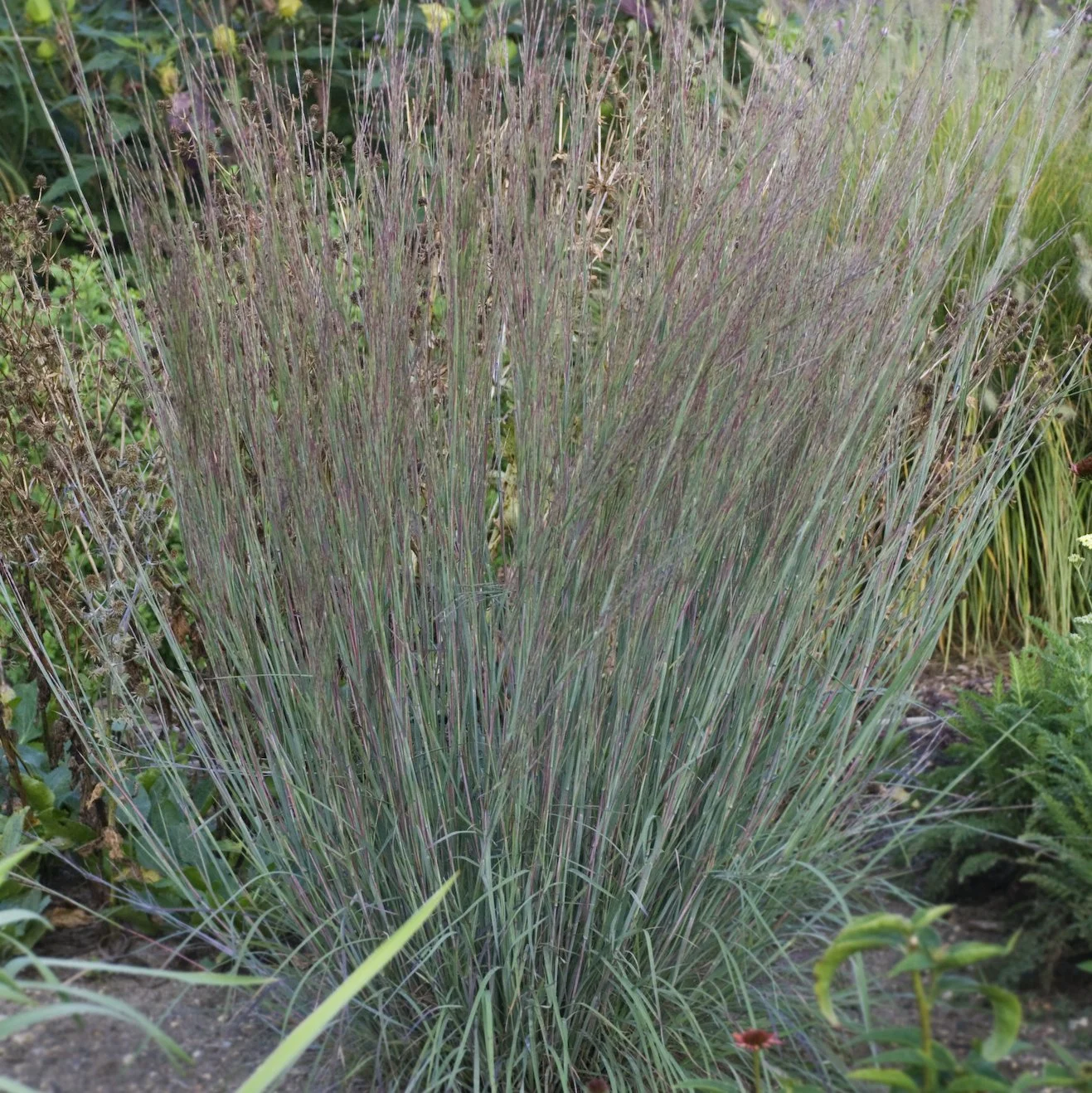Schizachyrium scoparium Blue Heaven®