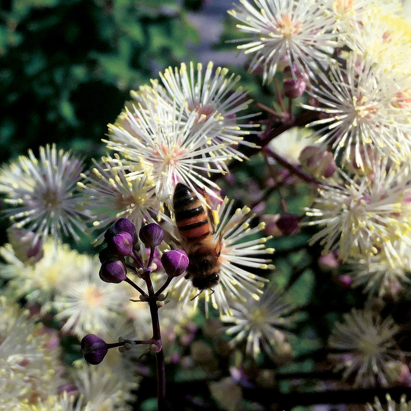 Thalictrum-Nimbus-White-5.jpg