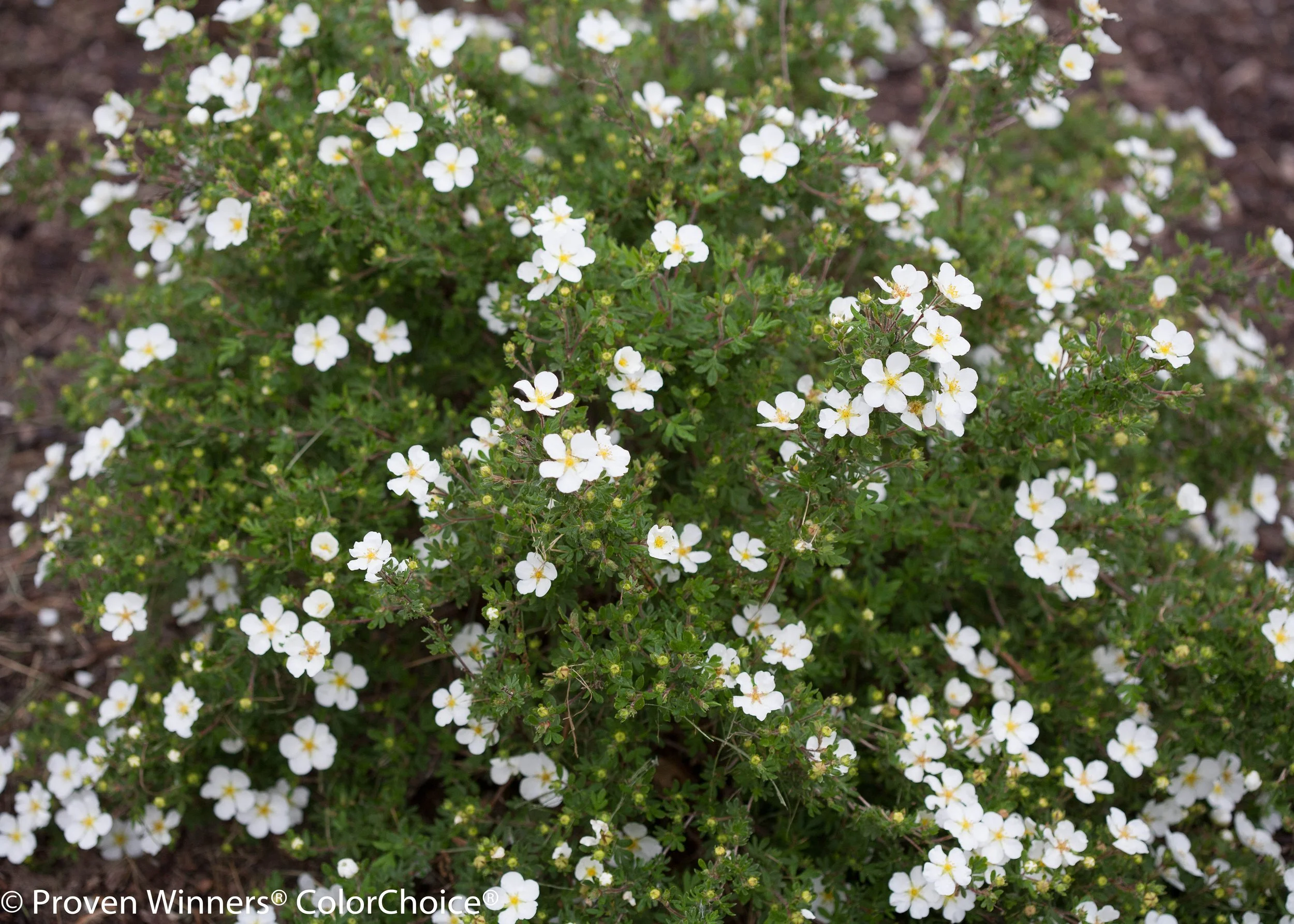 happy_face_white_potentilla-0726.jpg