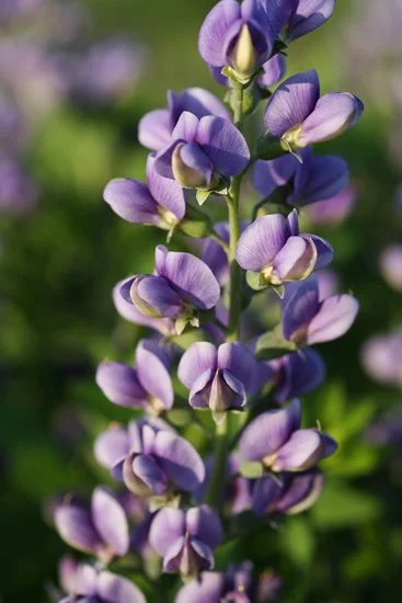 Baptisia x 'Blueberry Sundae'