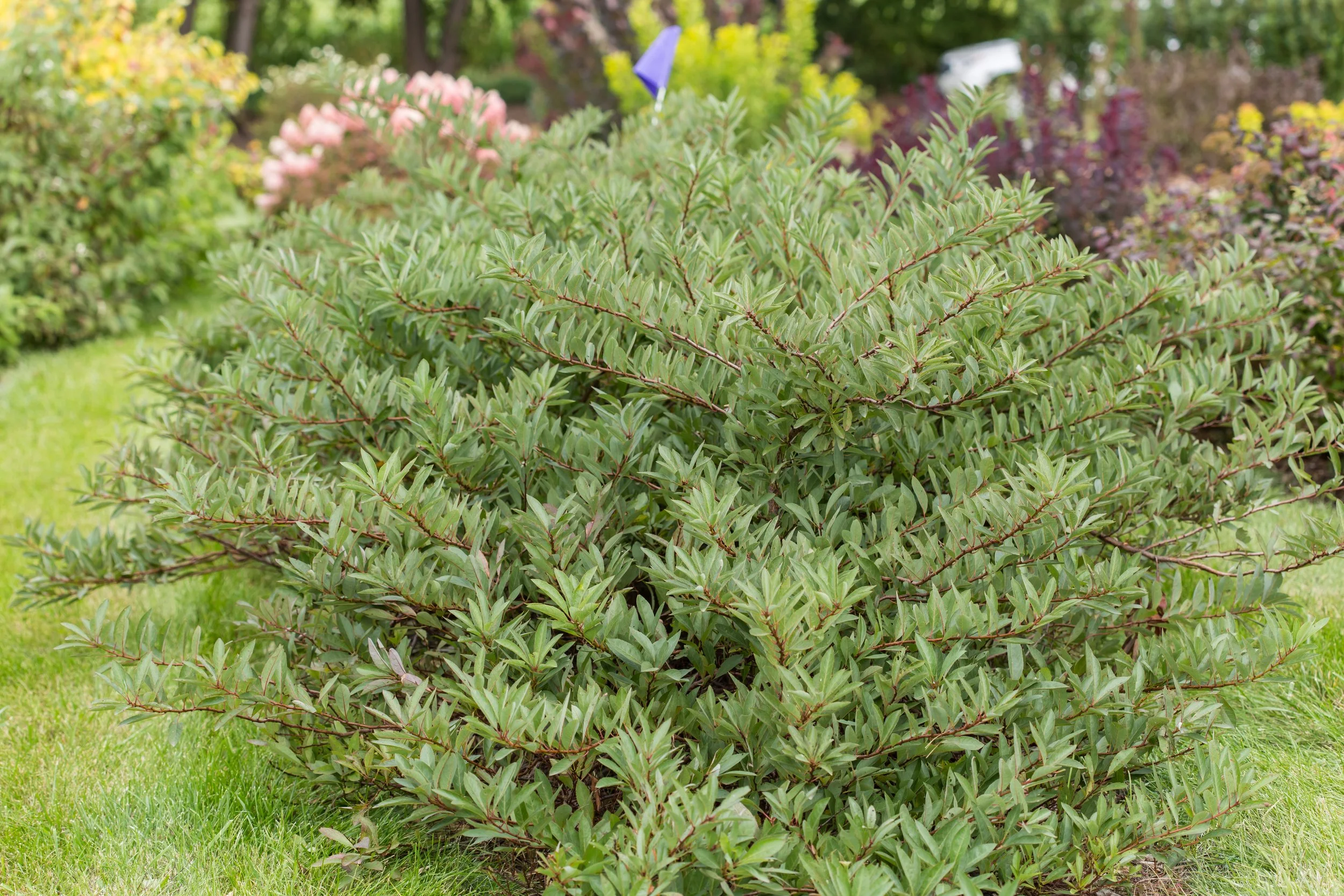 PrunusJadeParade-094-12472-1.jpg