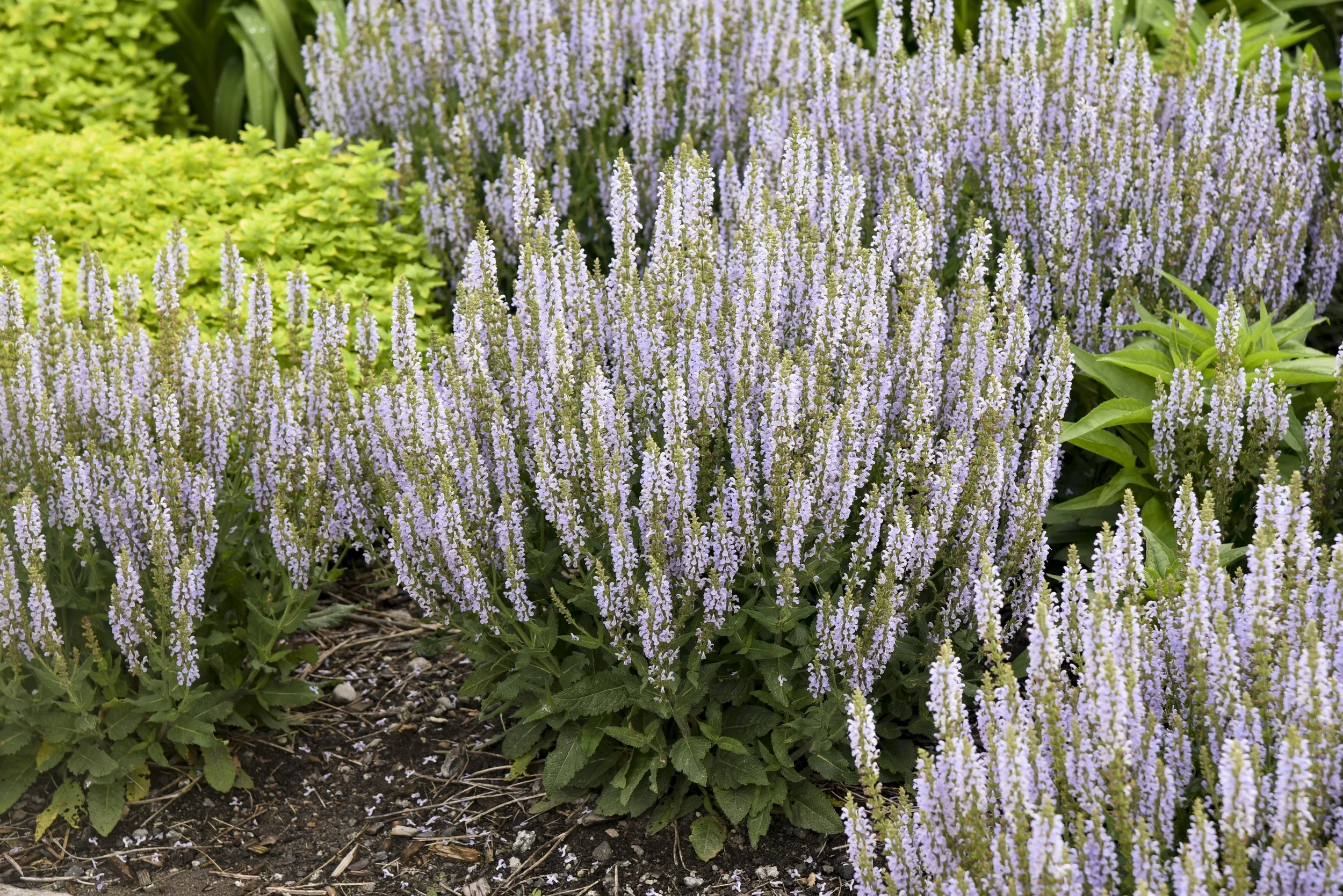 Salvia nemerosa 'Perfect Profusion'