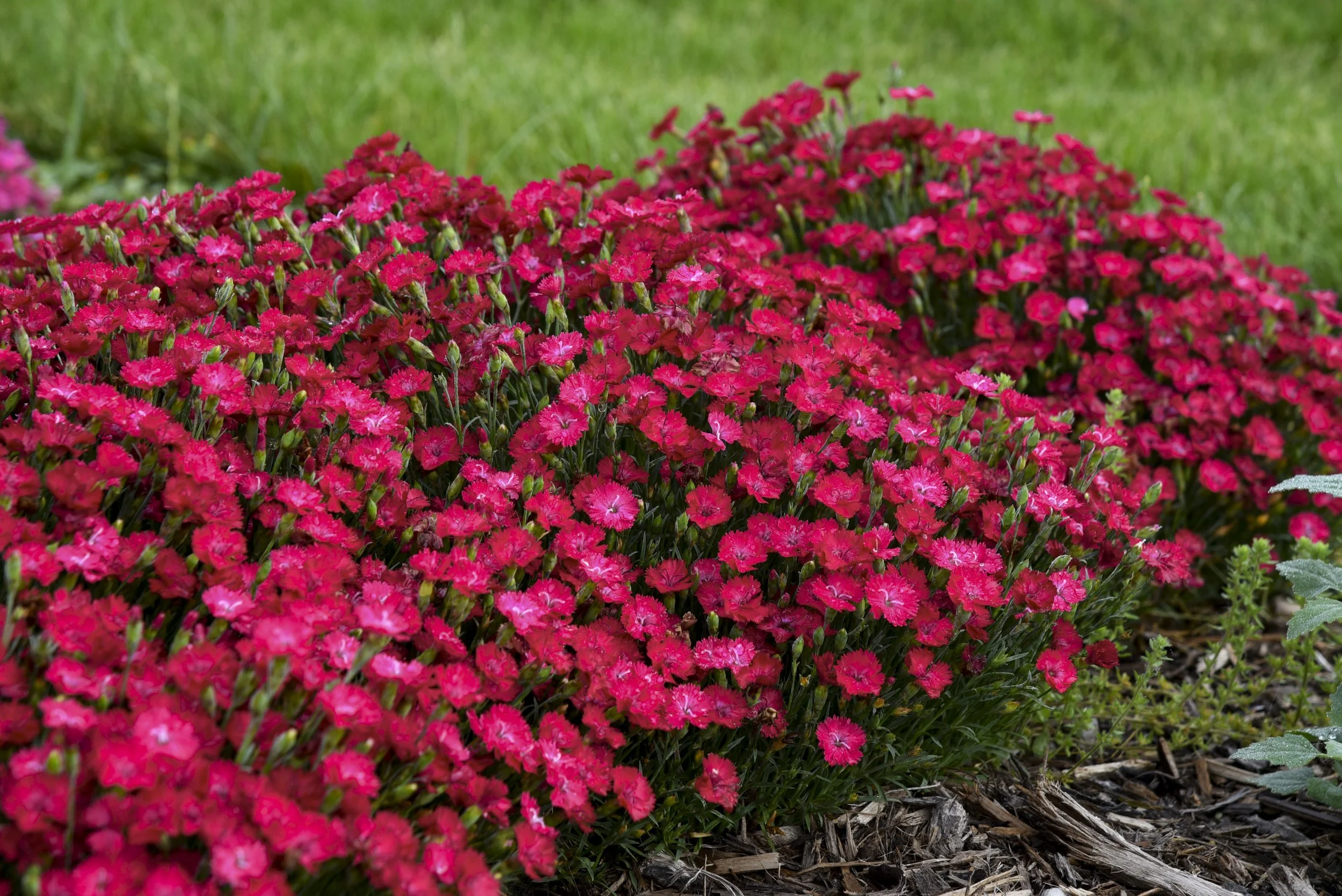 Dianthus x 'Paint the Town Red'