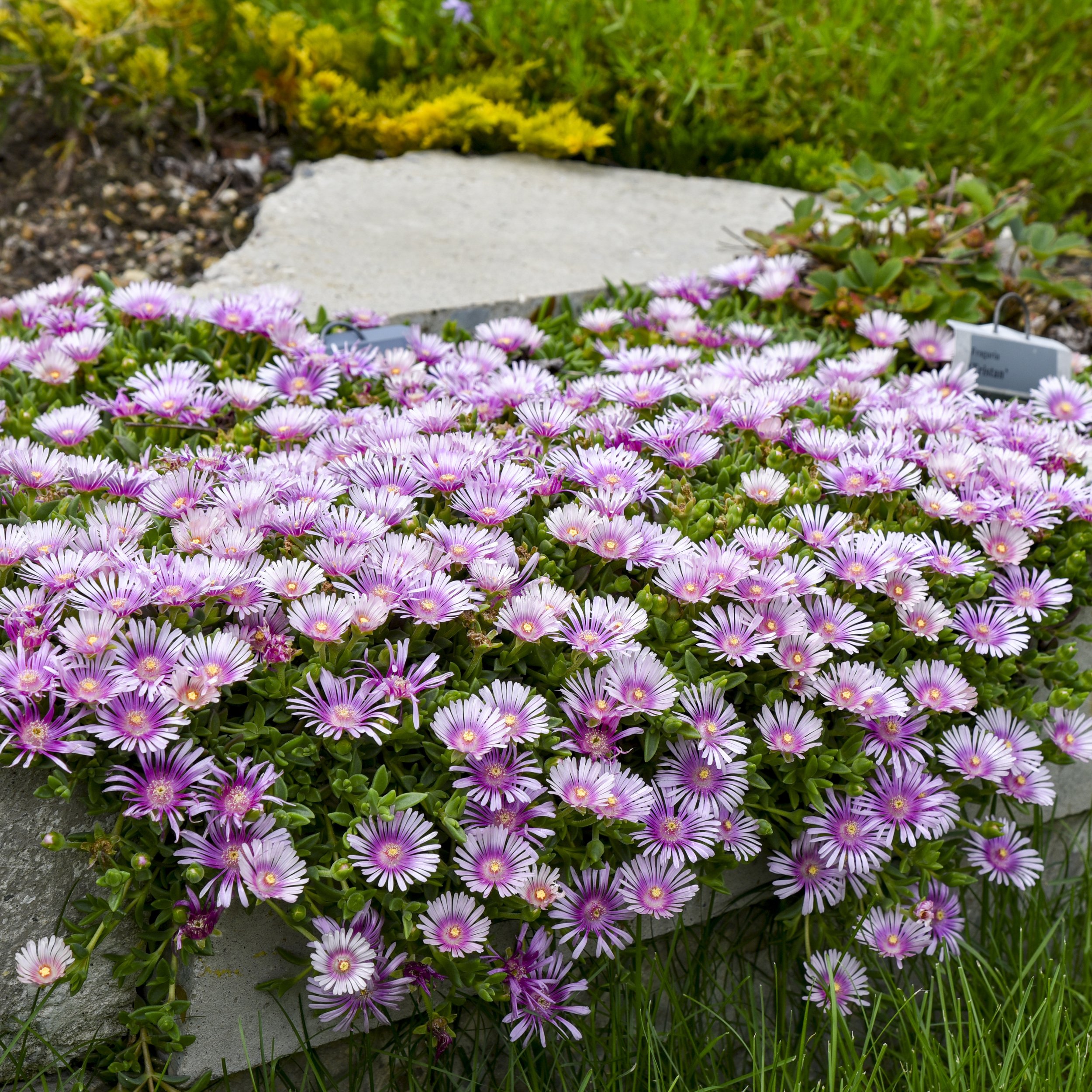 Delosperma 'Pink Radiance' PP36241 0001 high res.jpg