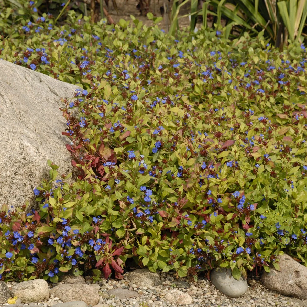 Ceratostigma plumbaginoides 0002 high res.jpg