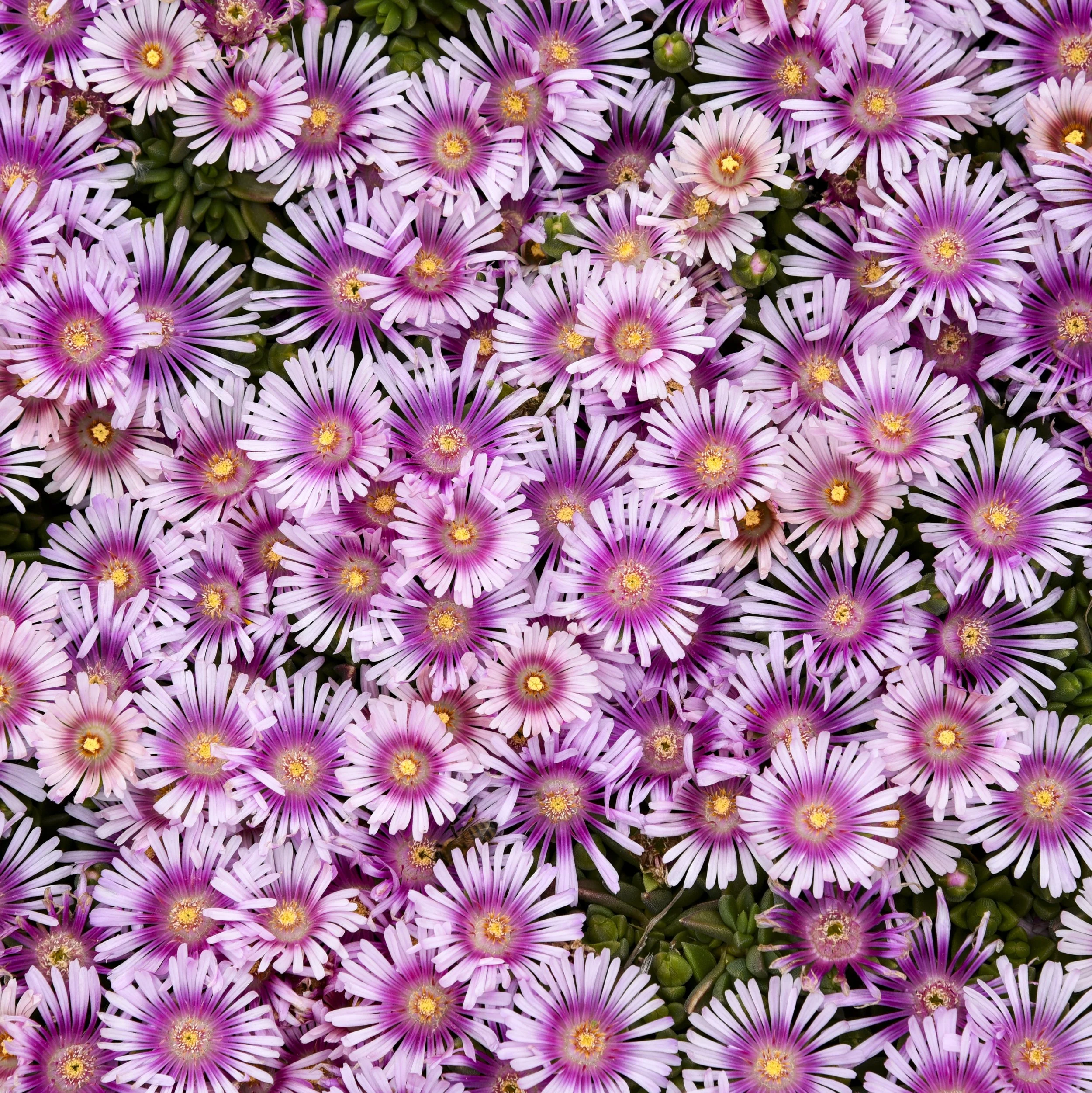 Delosperma x 'Pink Radiance'