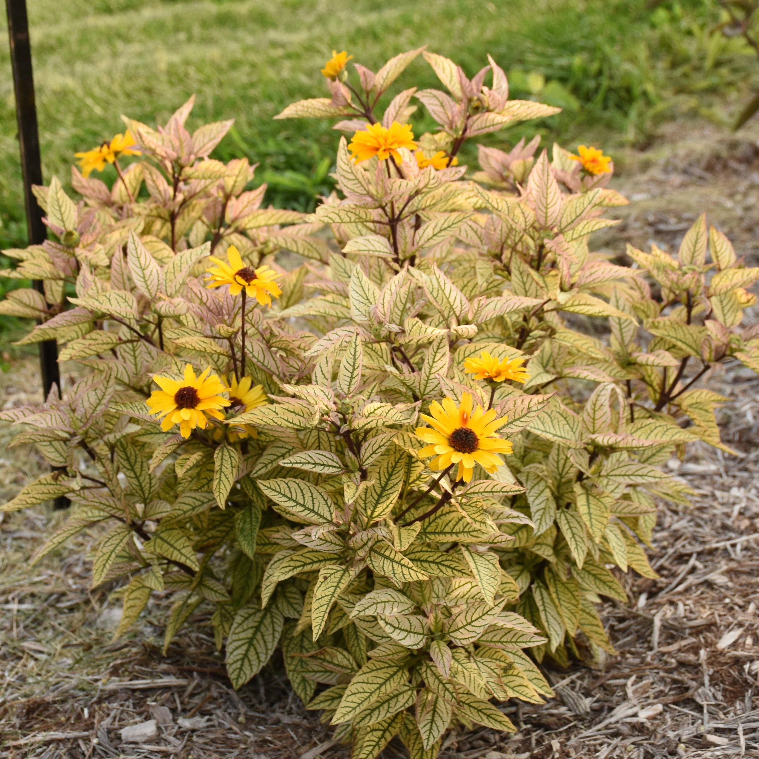 Heliopsis helianthoides 'Touch of Blush'