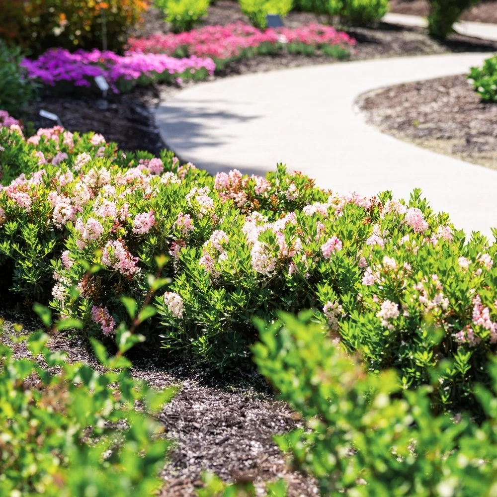 bloombux-blush-landscape.jpg