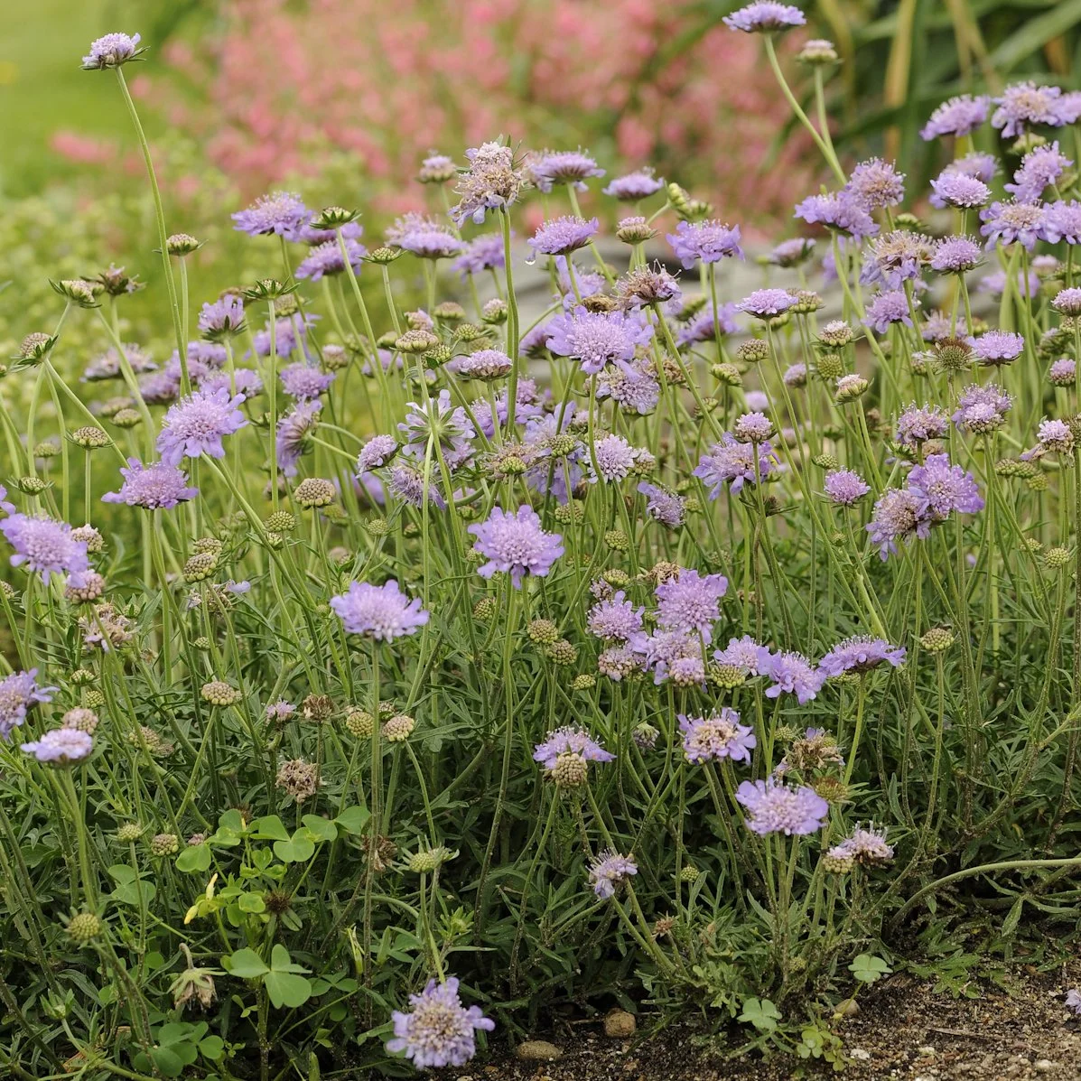 Scabiosa columbaria 'Butterfly Blue' 0002 high res.jpg