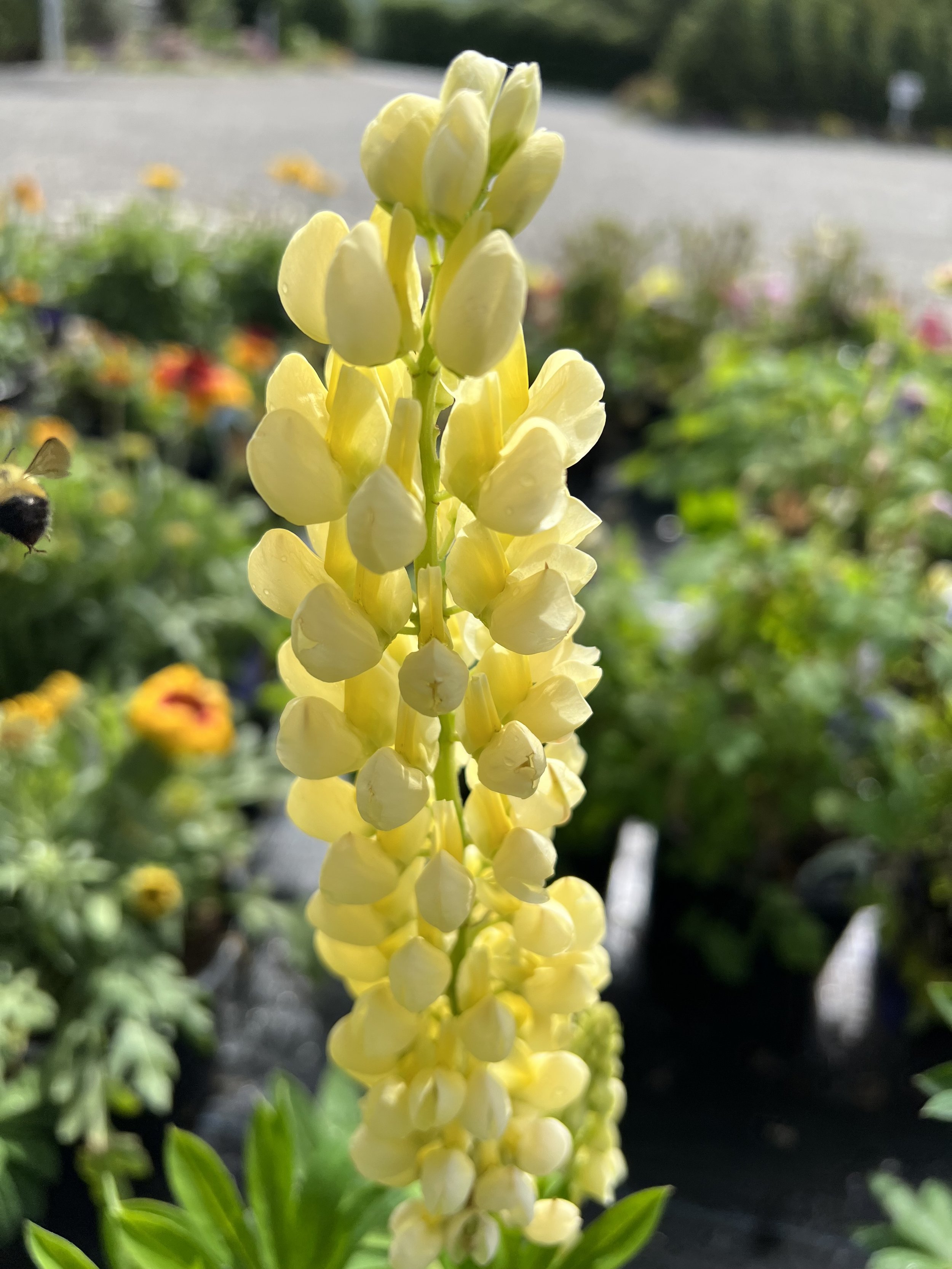 Lupinus polyphyllus 'Lupini Yellow Shades'