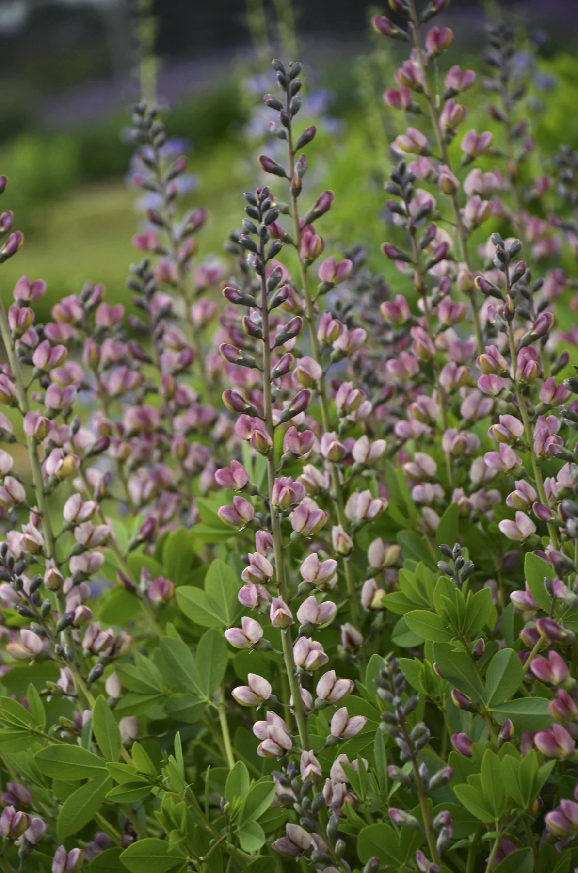 Baptisia x 'Pink Truffles'
