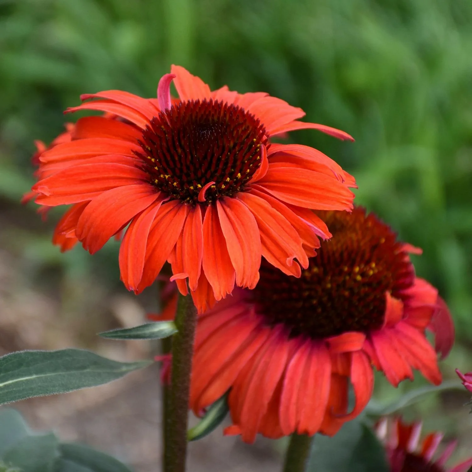 Echinacea purpurea ' Tanager'