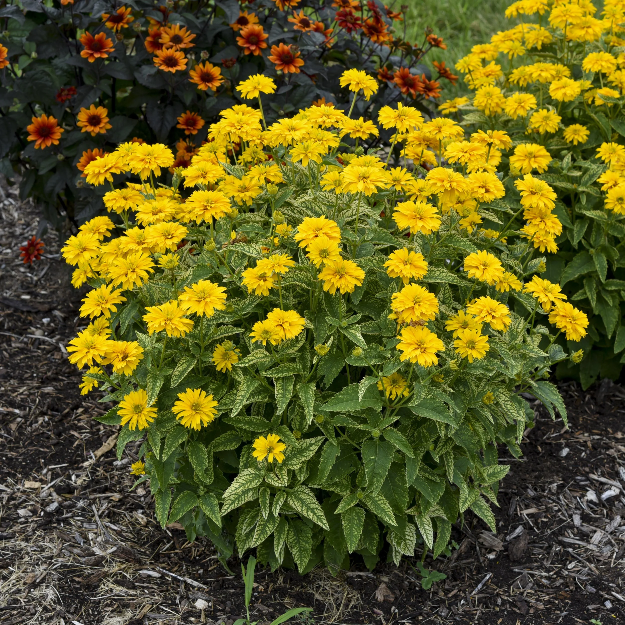 Heliopsis helianthoides 'Sunny Disposition' PP37343 0002 high res.jpg