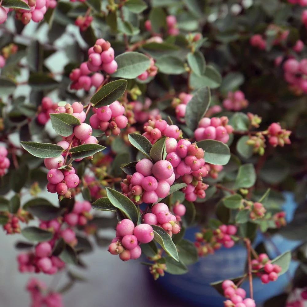 symphoricarpos-pinky-promise-bloom-01.jpg
