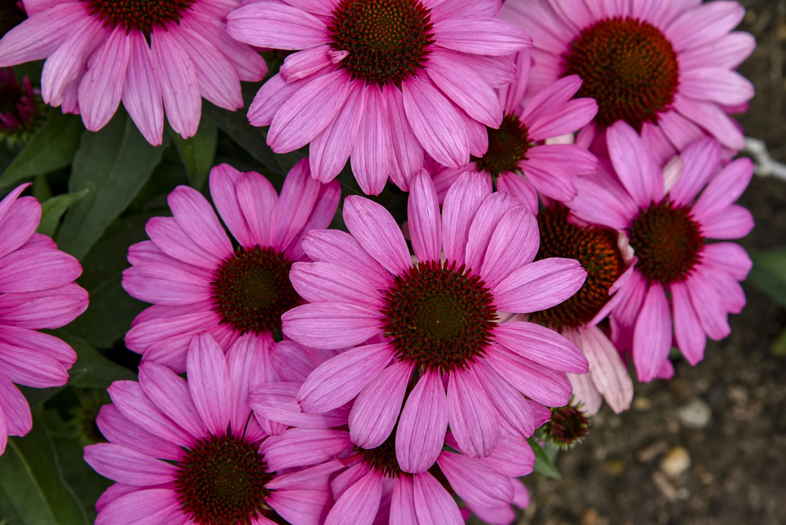 Echinacea x 'The Fuchsia is Bright'