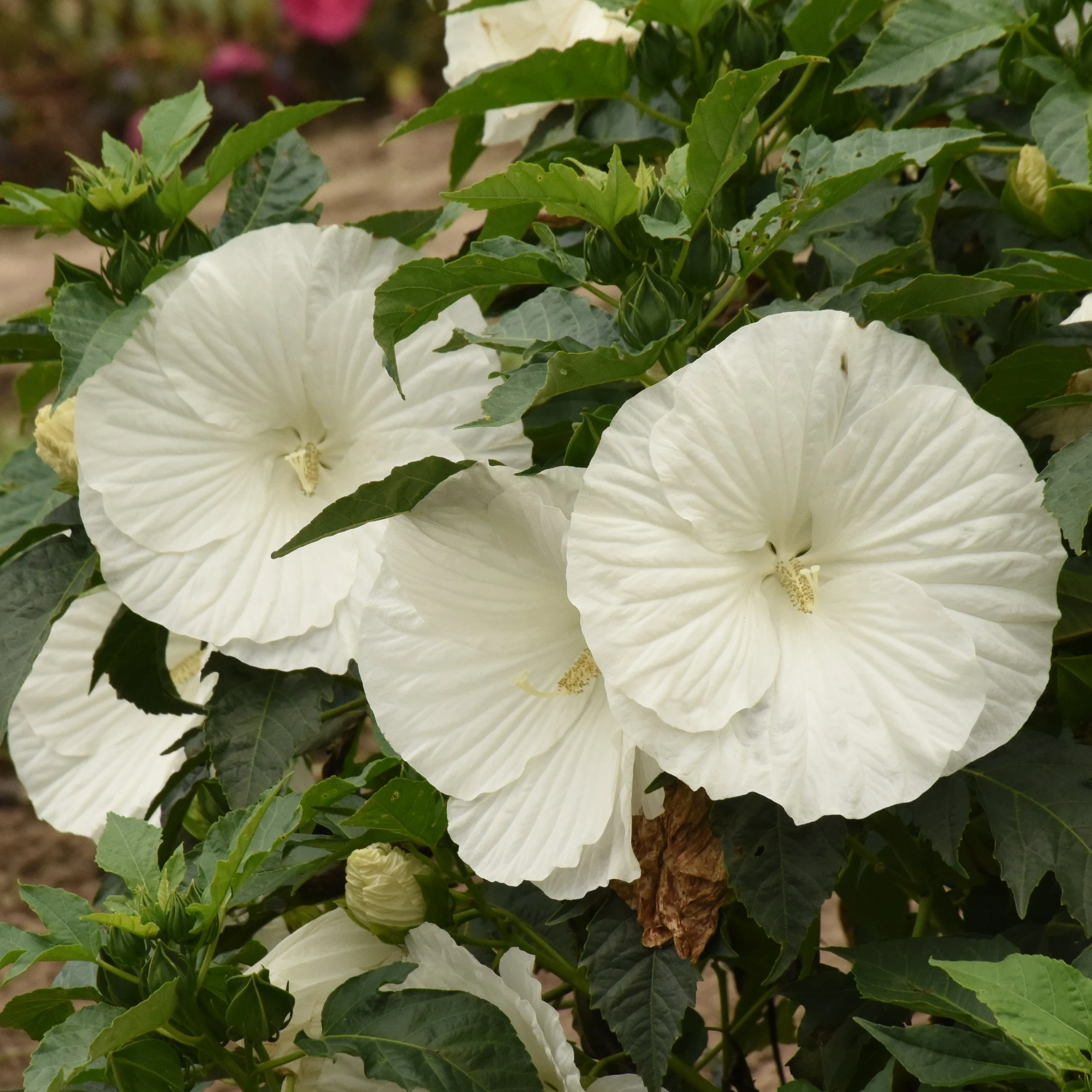 Hibiscus x 'Marshmallow Moon'