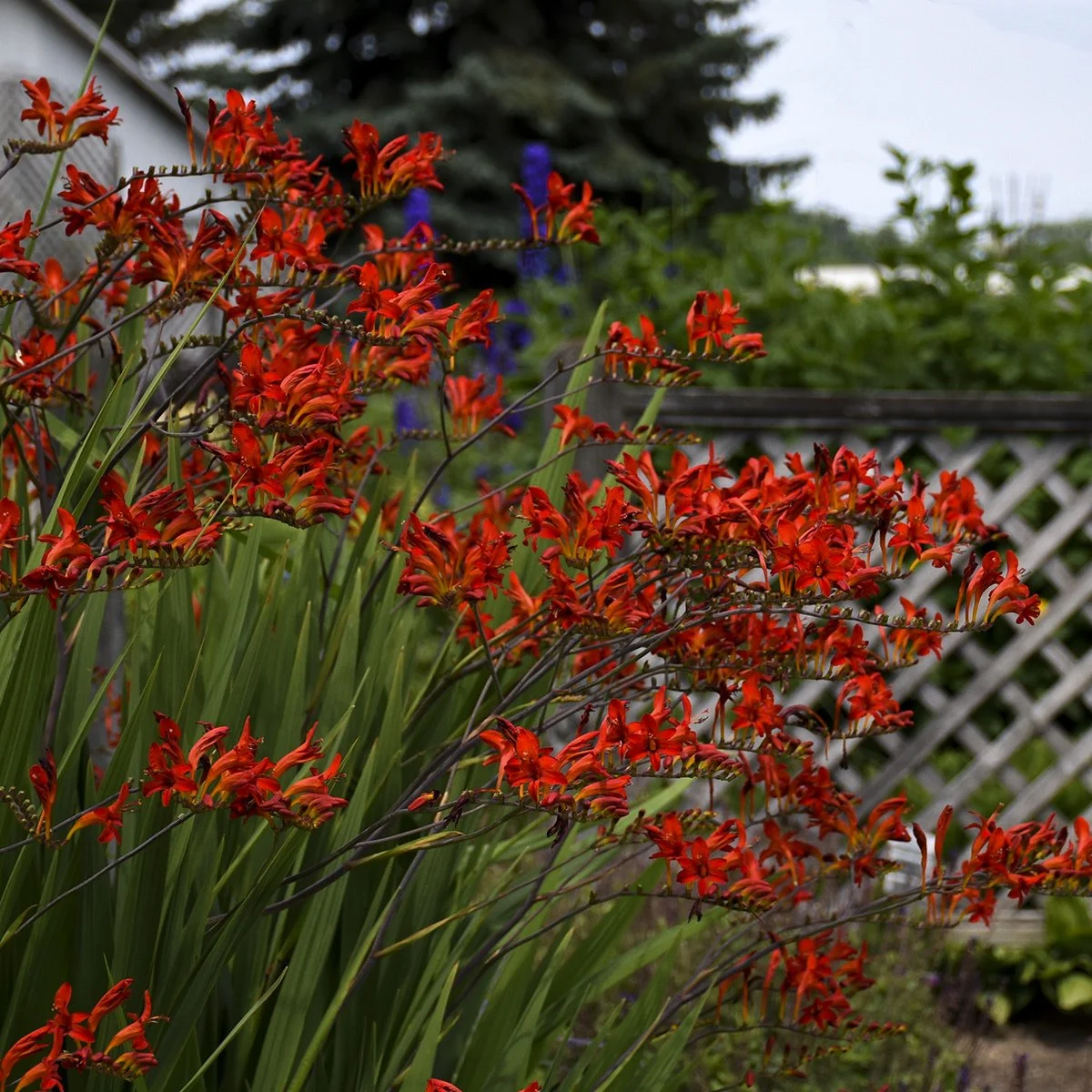 Crocosmia 'Lucifer' 0000 high res.jpg