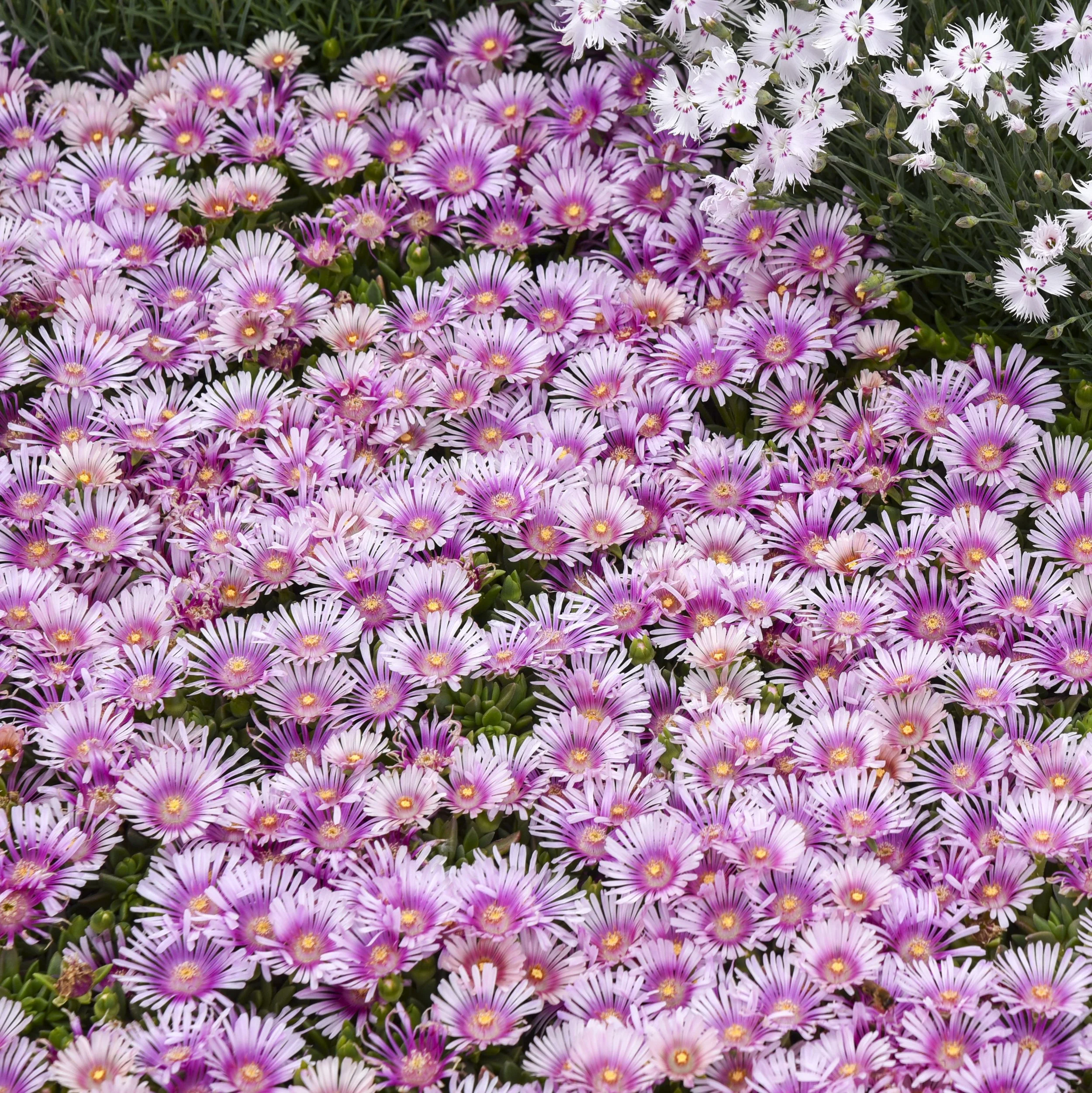 Delosperma 'Pink Radiance' PP36241 0000 high res.jpg