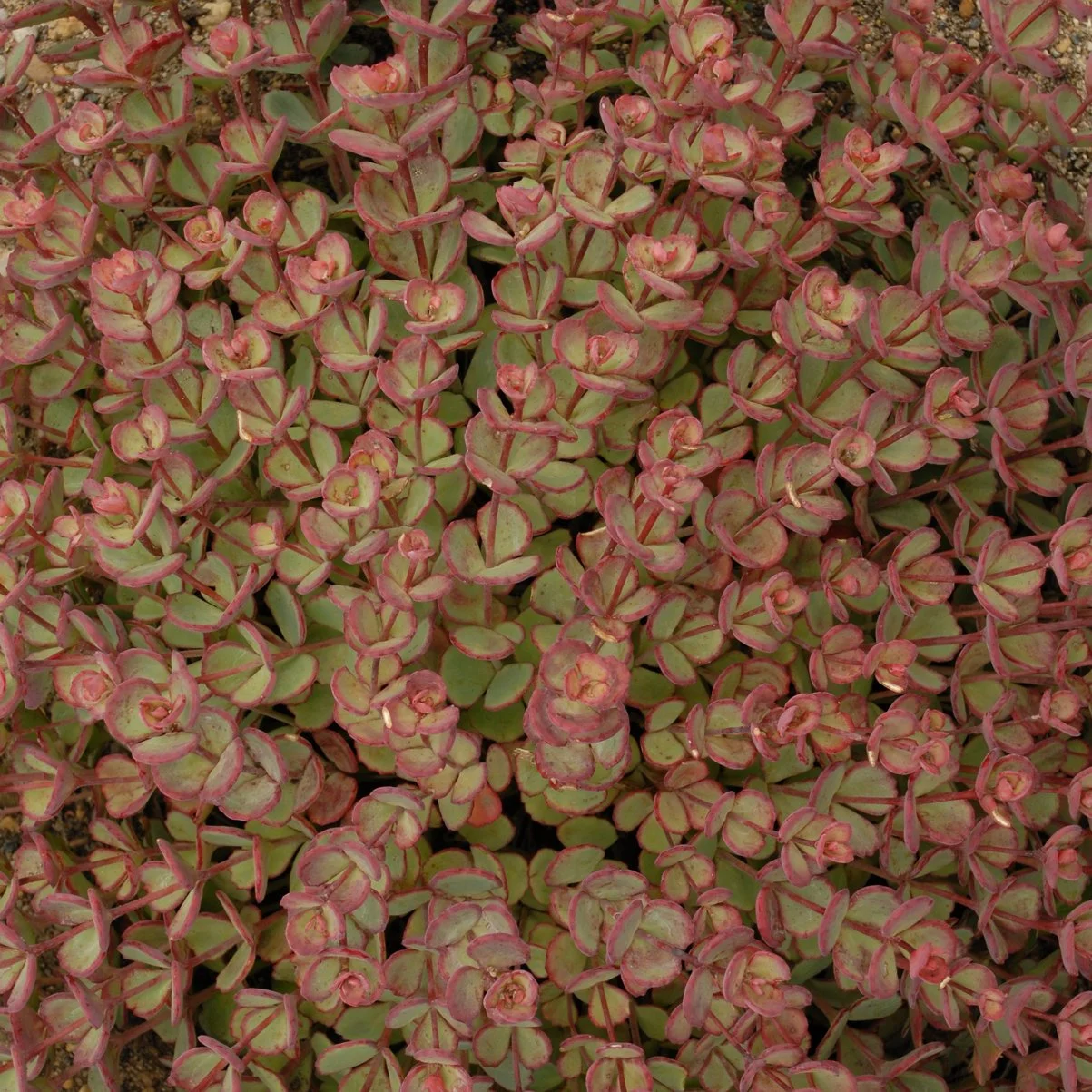 Sedum sieboldii 0000 high res.jpg