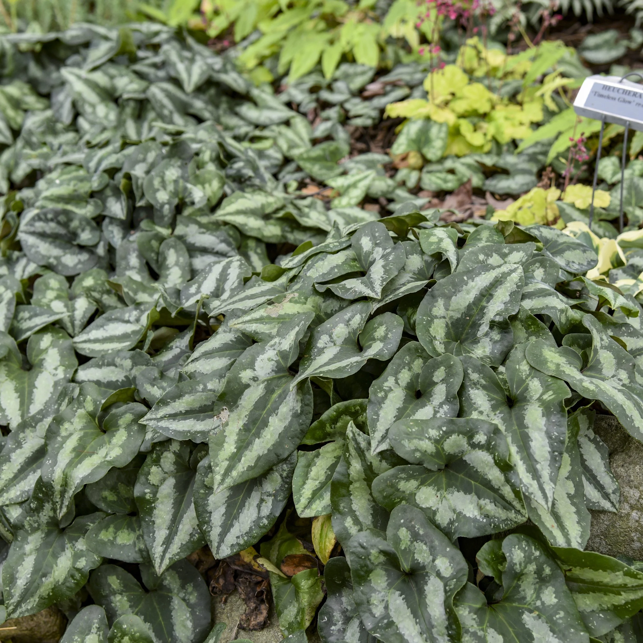 Asarum splendens 0003 high res.jpg