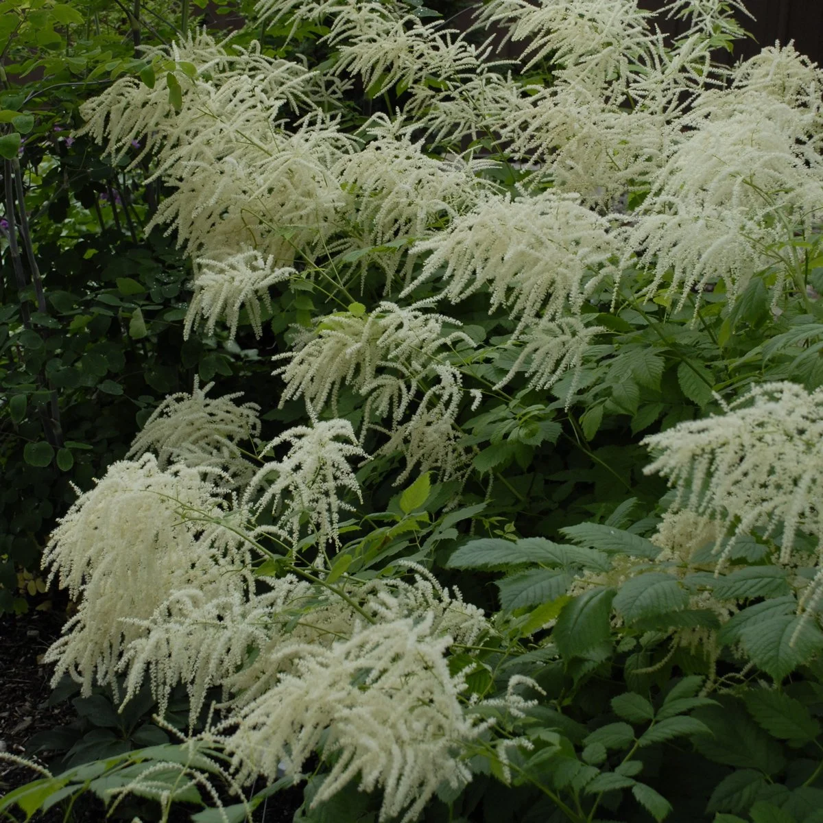 Aruncus dioicus (Goat's Beard)