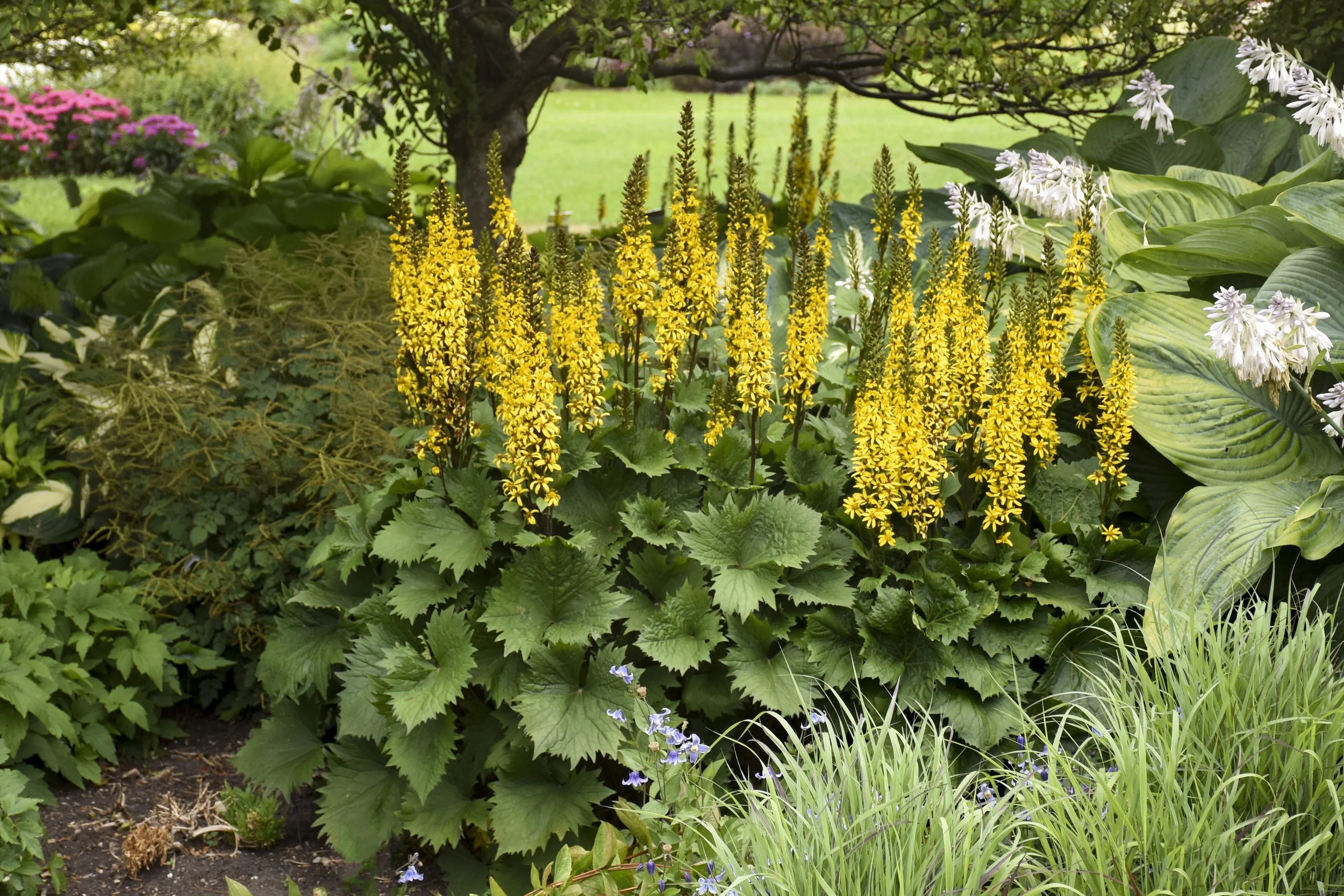 Ligularia stenocephala 'Bottle Rocket'
