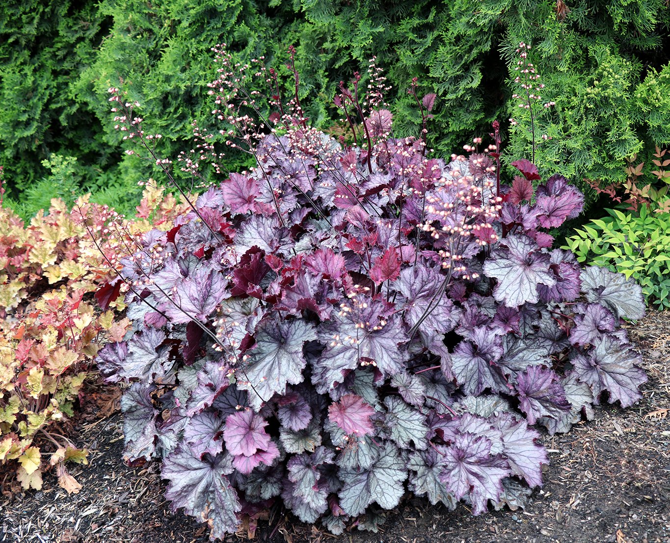 Heuchera-Northern-Exposure-Purple-3.jpg