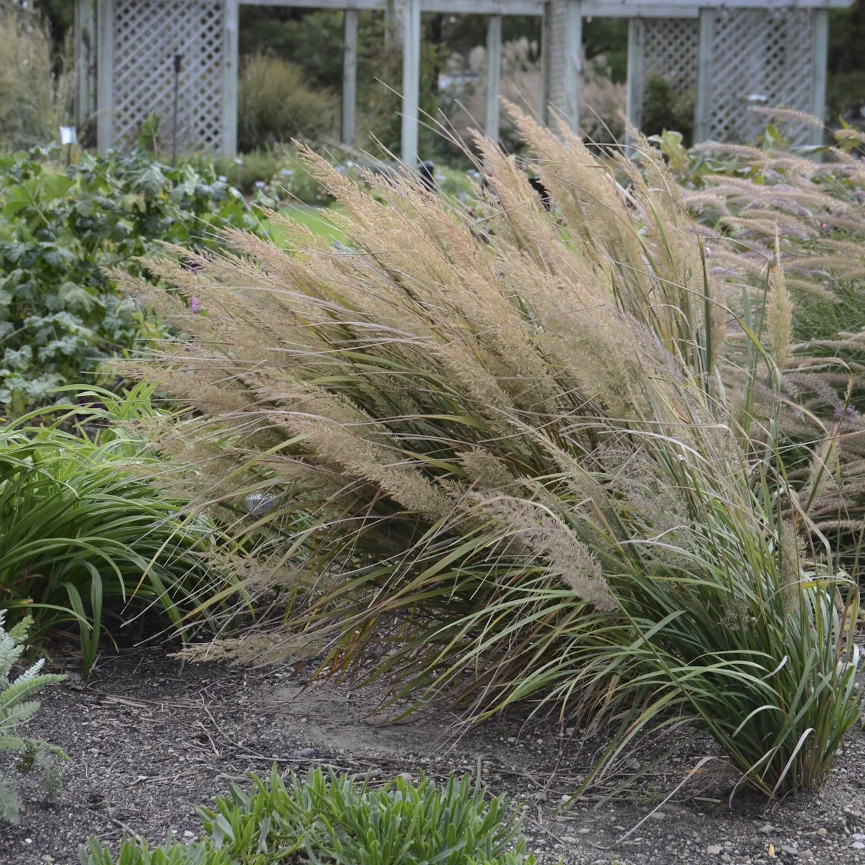 Calamagrostis brachytricha 0003 high res.jpg
