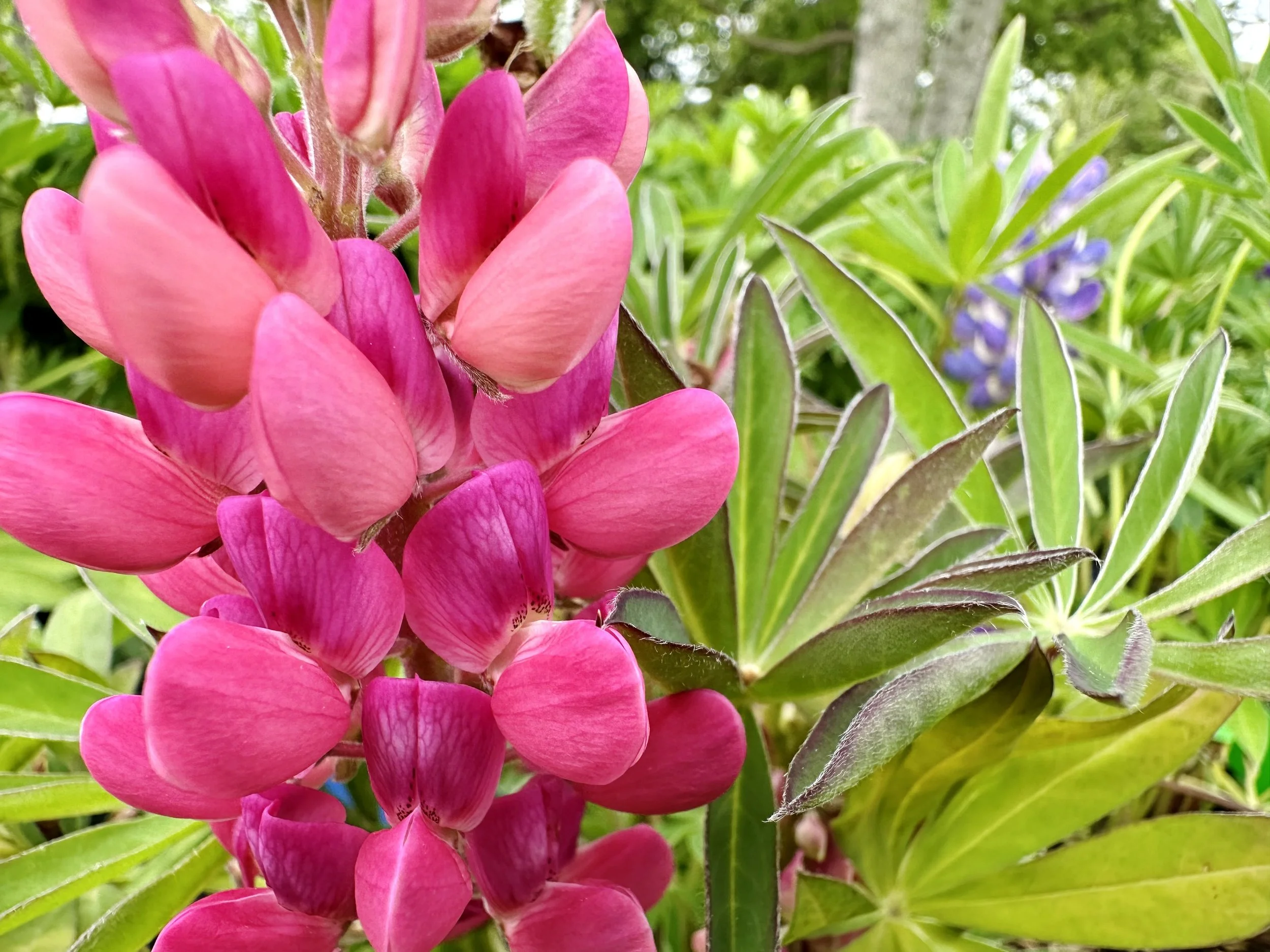 Lupinus polyphyllus 'Gallery Red'