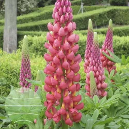 Lupinus polyphyllus 'Towering Inferno'