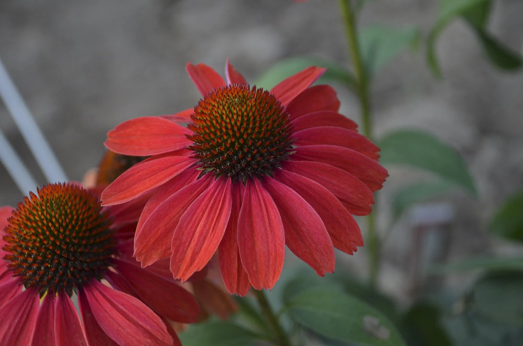 Echinacea x 'Frankly Scarlet'