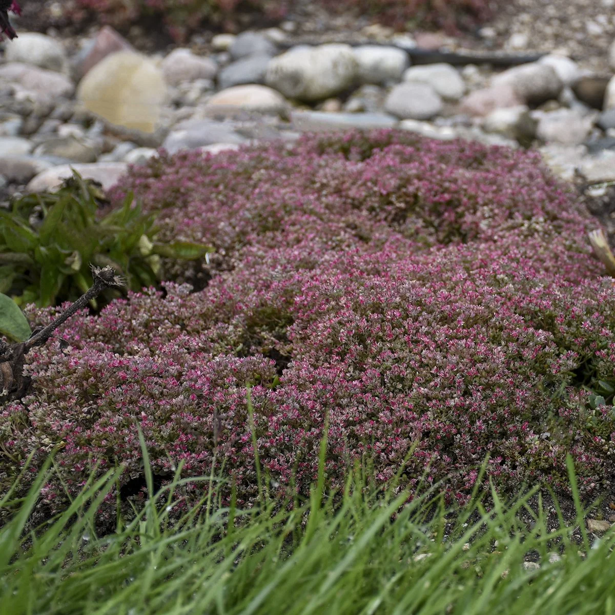 Sedum cauticola 'Steel the Show'