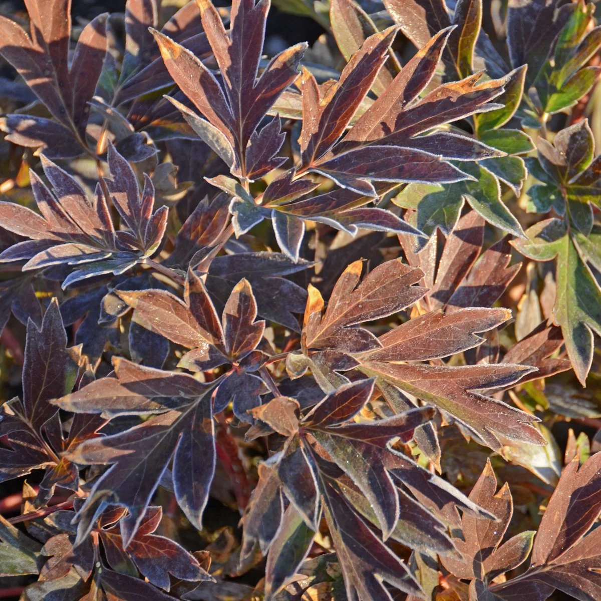 Paeonia 'Bartzella' 0004 high res.jpg