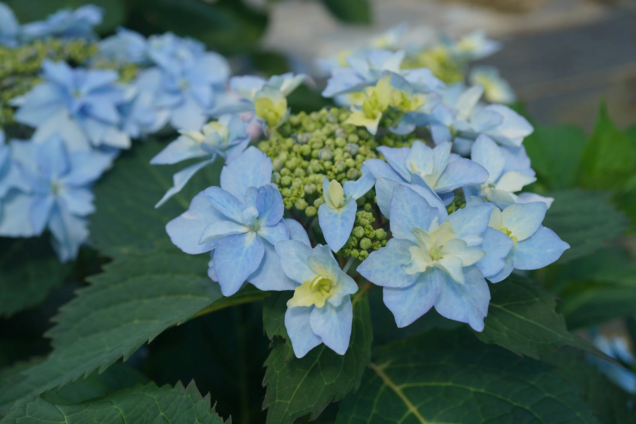 hydrangea_tuff_stuff_ah_ha 1.jpg