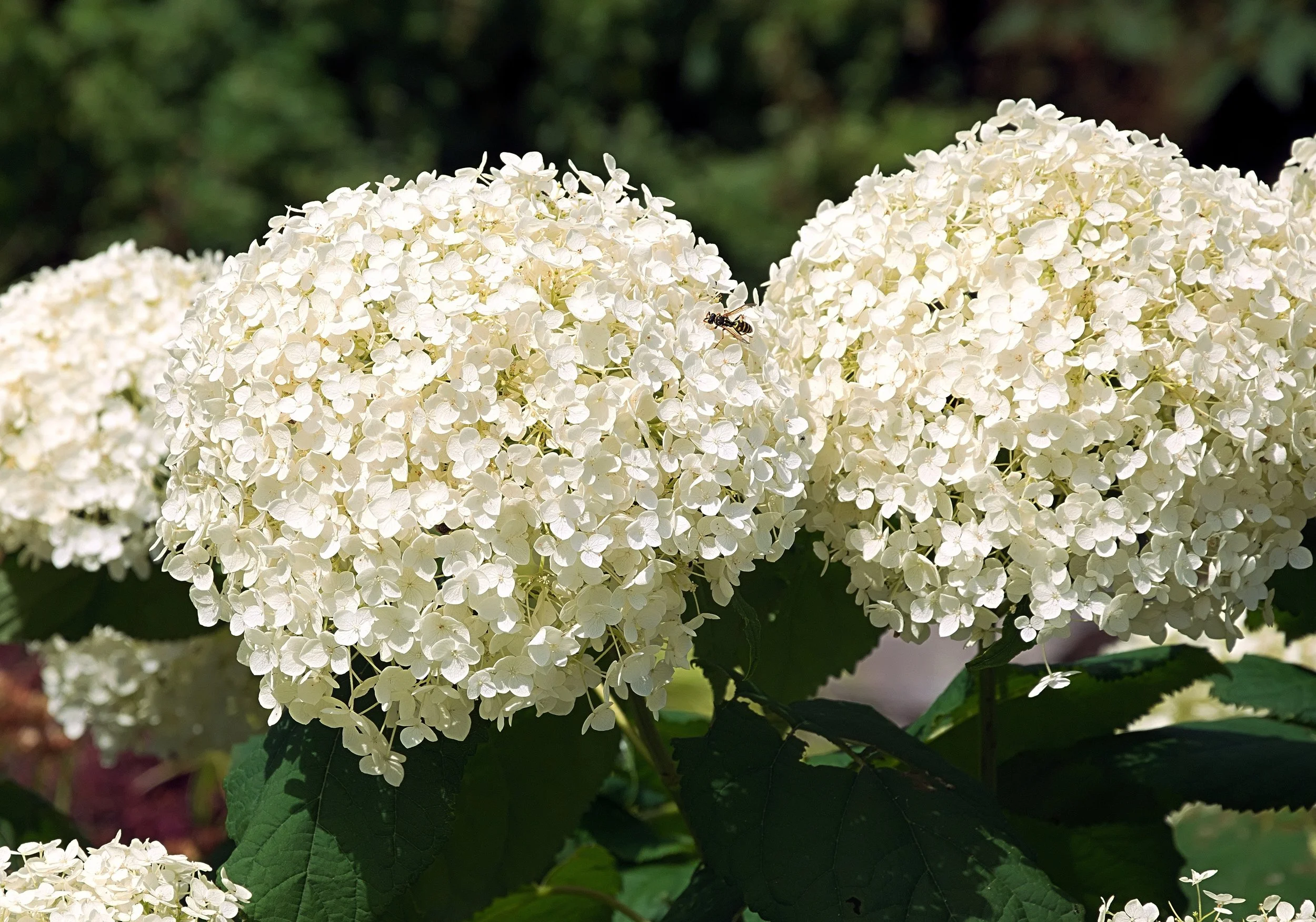 hanslinde-hydrangea-2749614.jpg